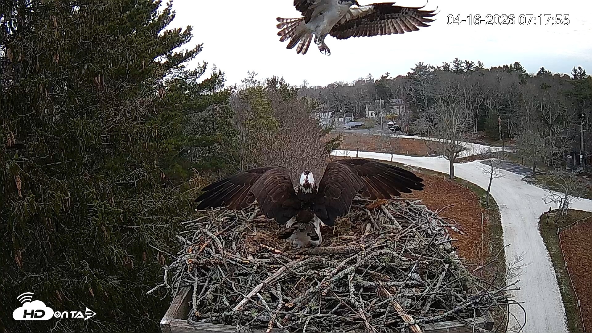 Snapshot of Mashpee Natl. Wildlife Refuge Live Osprey Cam taken Apr 16, 2026, 9:52am EDT