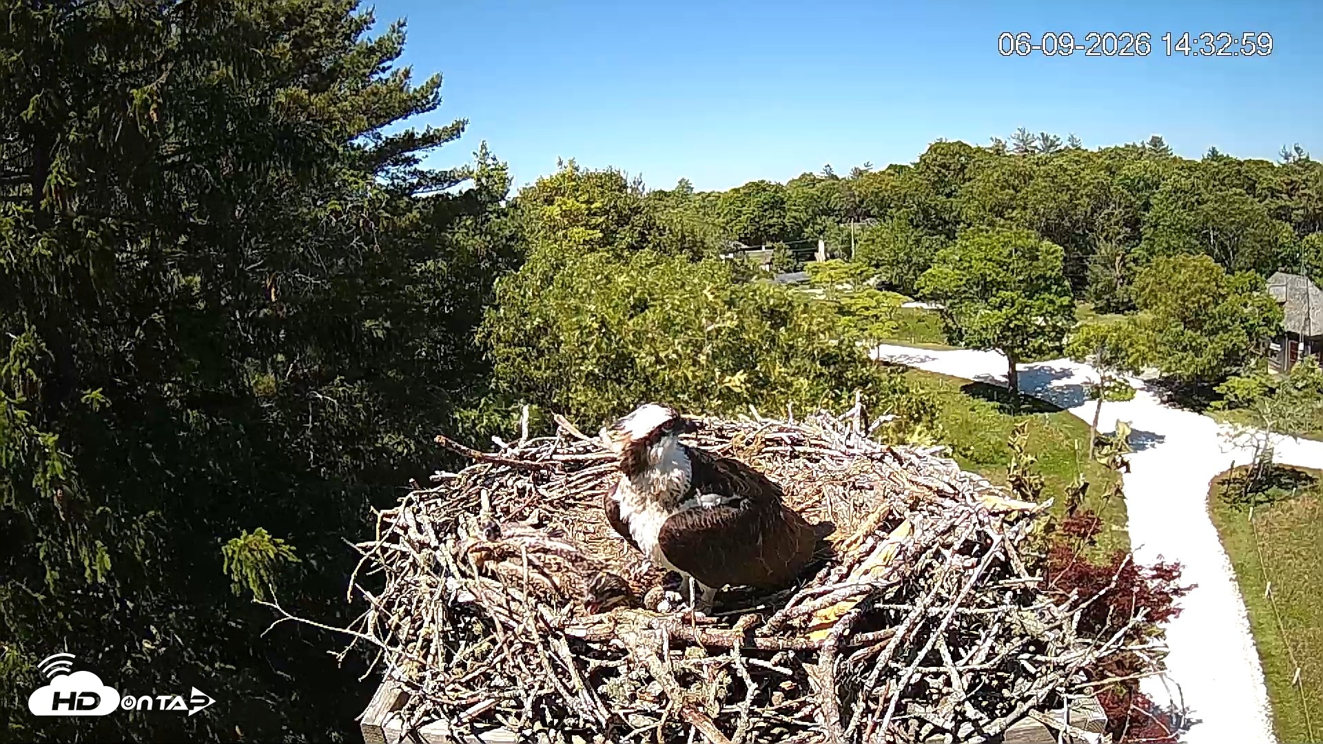 Snapshot of Mashpee Natl. Wildlife Refuge Live Osprey Cam taken Jun 9, 2026, 2:33pm EDT