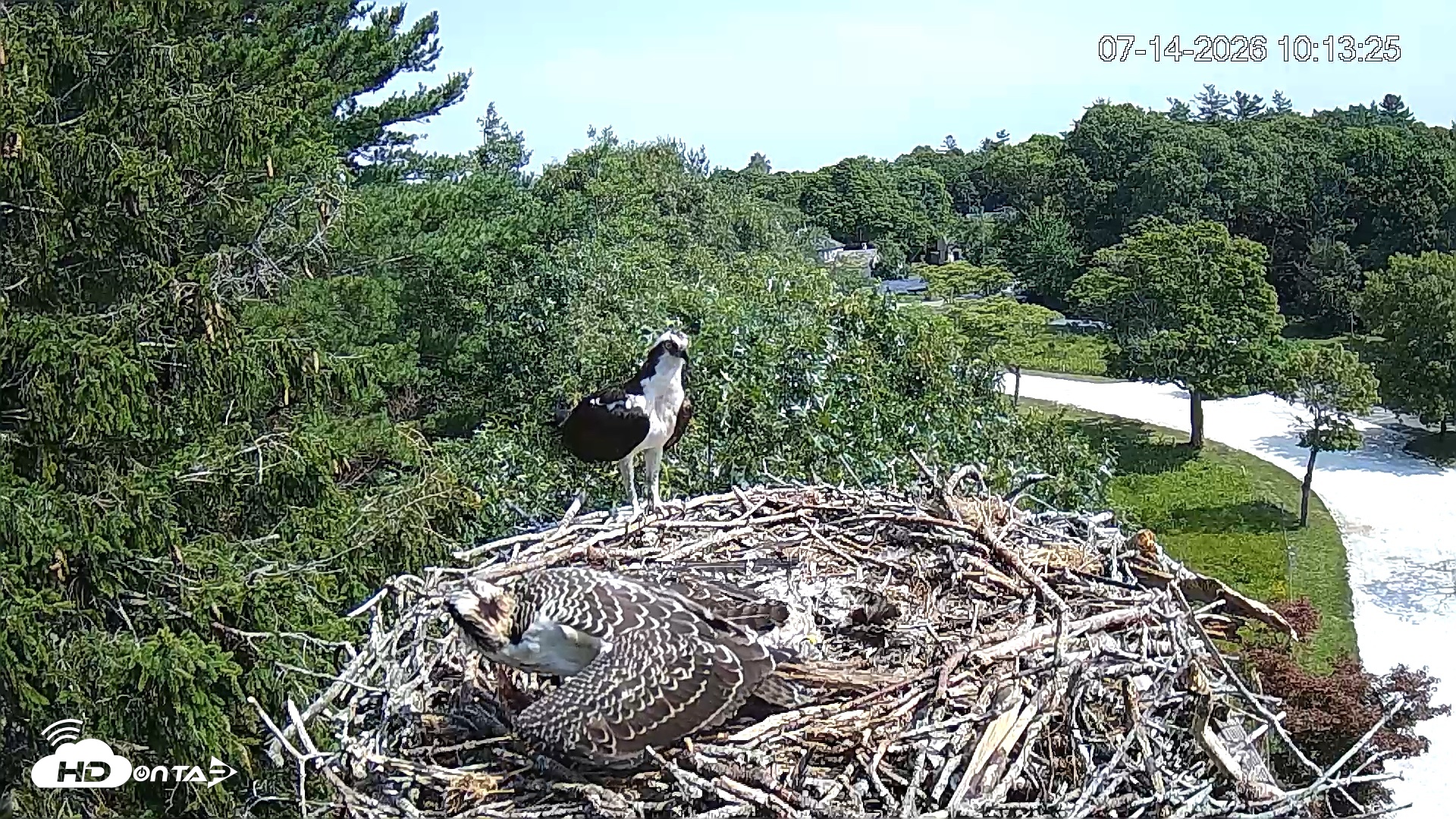 Snapshot of Mashpee Natl. Wildlife Refuge Live Osprey Cam taken Jul 14, 2026, 10:14am EDT