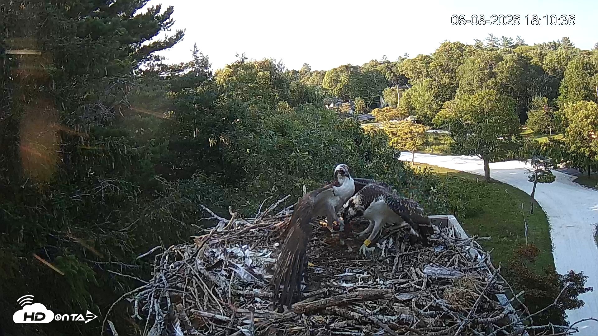 Snapshot of Mashpee Natl. Wildlife Refuge Live Osprey Cam taken Aug 8, 2026, 8:22pm EDT