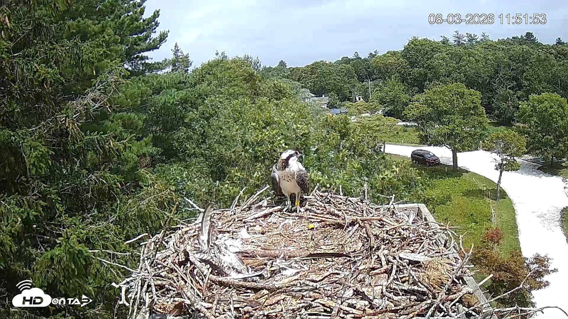 Snapshot of Mashpee Natl. Wildlife Refuge Live Osprey Cam taken Aug 3, 2026, 11:52am EDT
