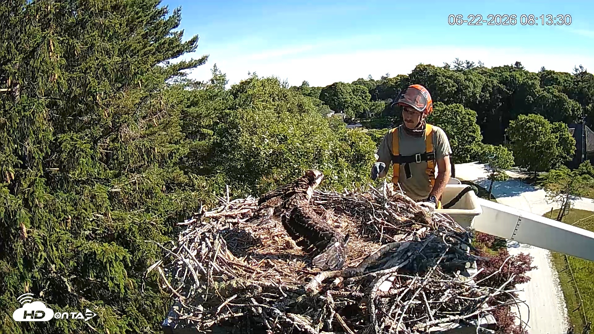 Snapshot of Mashpee Natl. Wildlife Refuge Live Osprey Cam taken Jun 22, 2026, 8:18am EDT