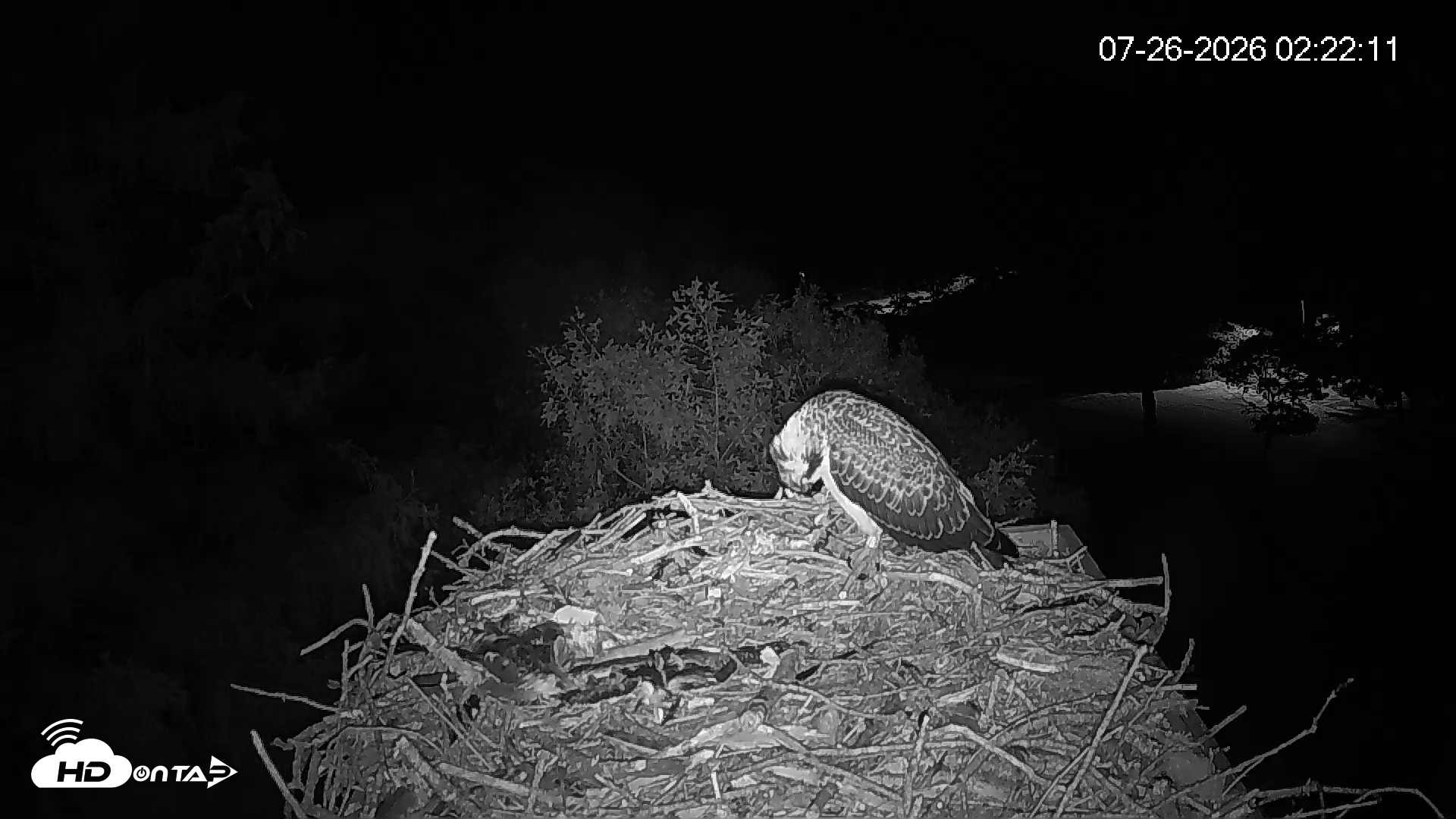 Snapshot of Mashpee Natl. Wildlife Refuge Live Osprey Cam taken Jul 26, 2026, 2:22am EDT