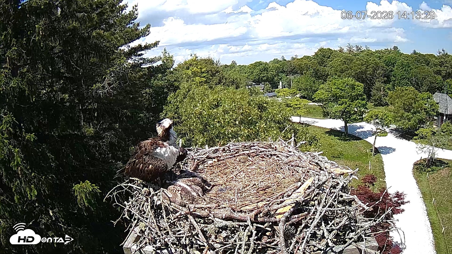 Snapshot of Mashpee Natl. Wildlife Refuge Live Osprey Cam taken Jun 7, 2026, 2:14pm EDT