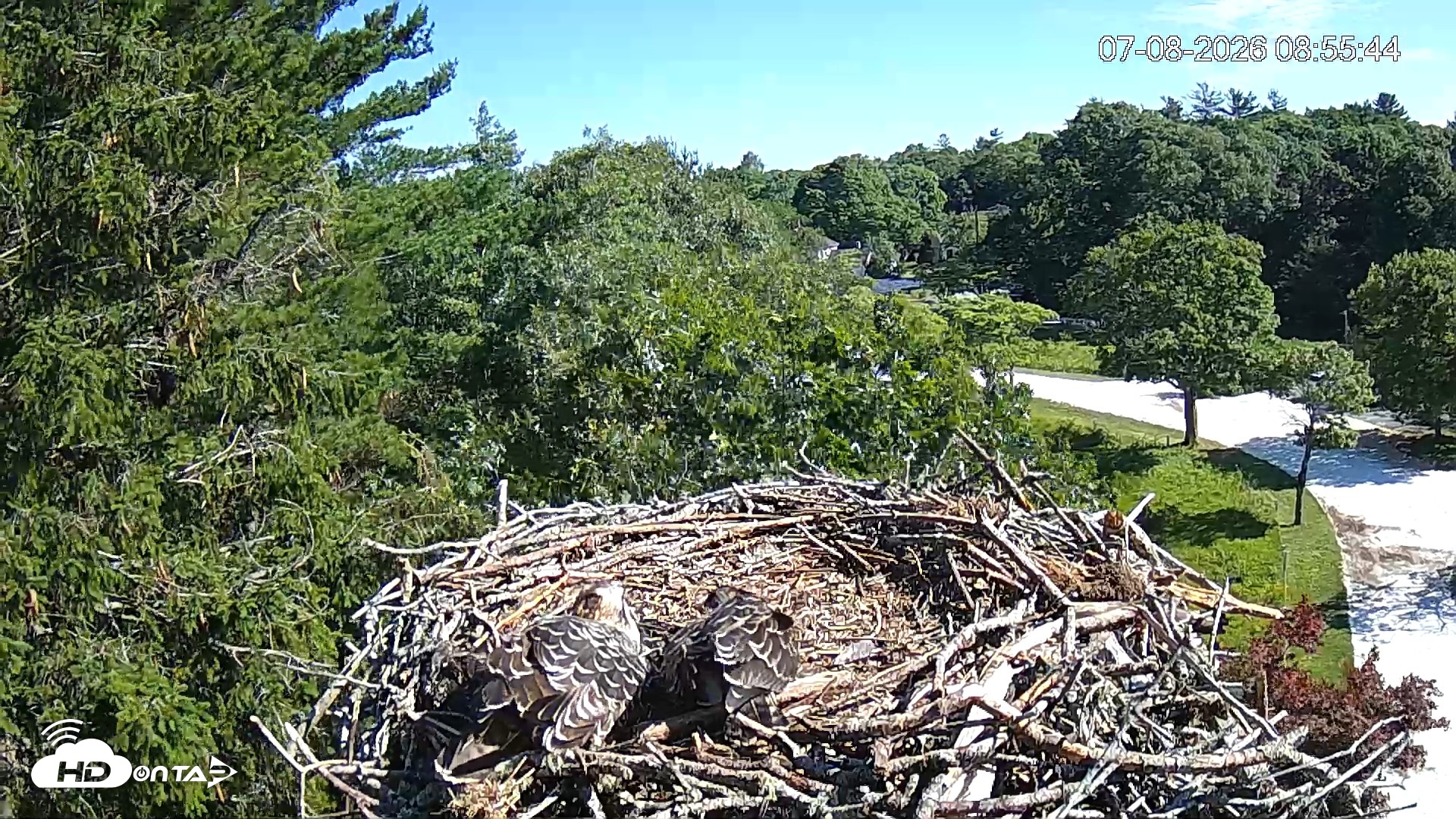 Snapshot of Mashpee Natl. Wildlife Refuge Live Osprey Cam taken Jul 8, 2026, 8:57am EDT