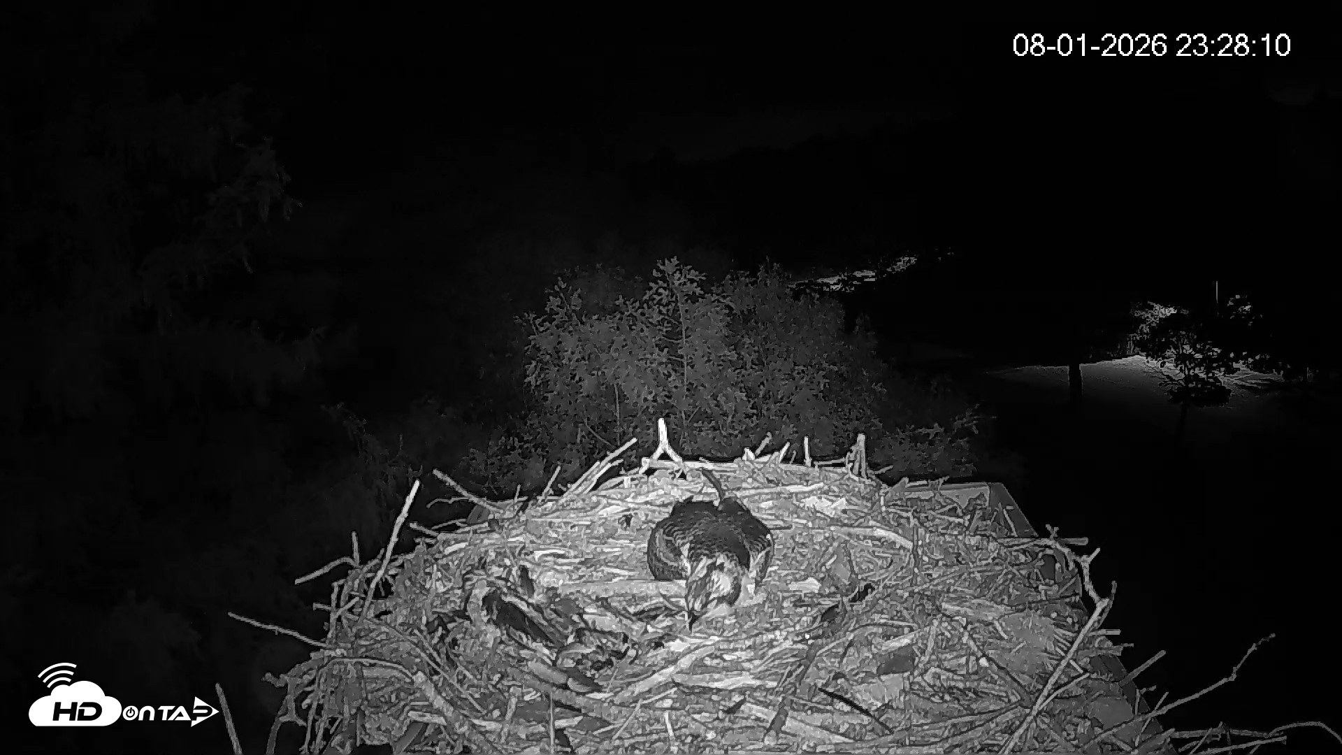Snapshot of Mashpee Natl. Wildlife Refuge Live Osprey Cam taken Aug 1, 2026, 11:28pm EDT