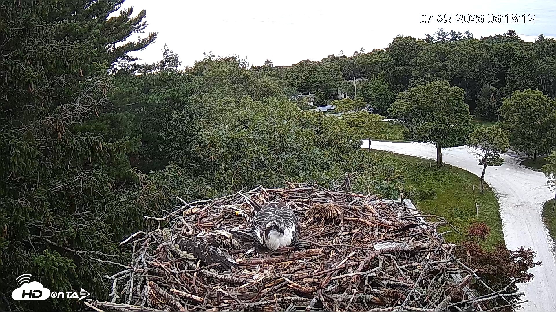 Snapshot of Mashpee Natl. Wildlife Refuge Live Osprey Cam taken Jul 23, 2026, 6:22am EDT
