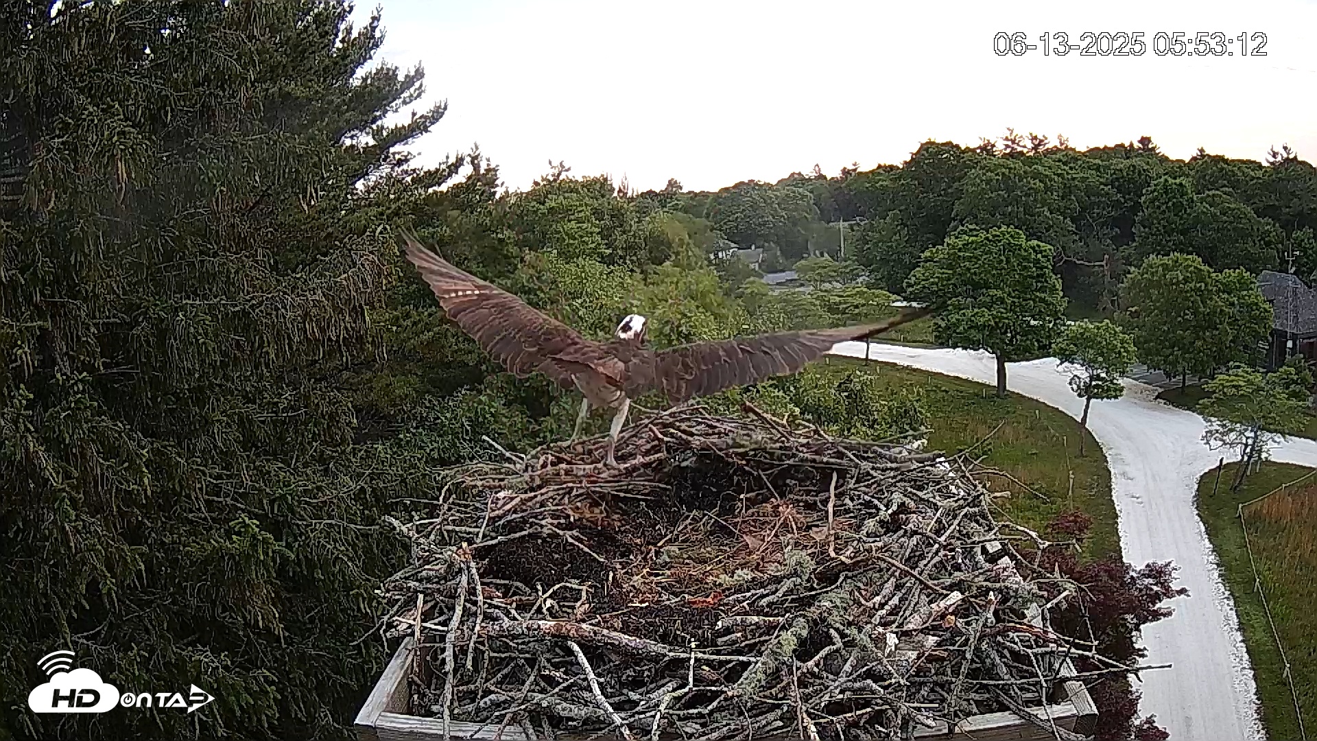 Snapshot of Mashpee Natl. Wildlife Refuge Live Osprey Cam taken Jun 13, 2025, 7:09am EDT
