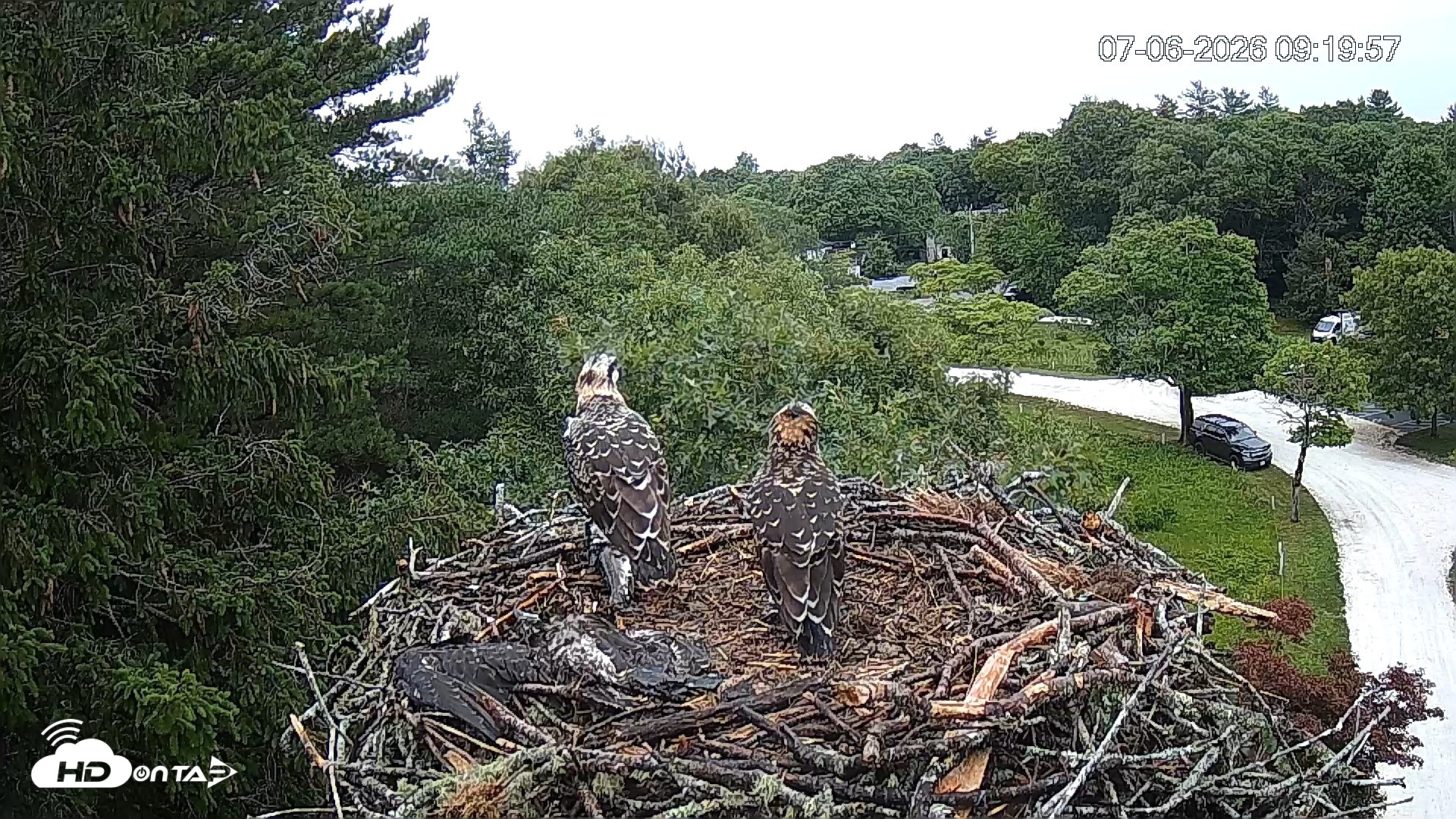 Snapshot of Mashpee Natl. Wildlife Refuge Live Osprey Cam taken Jul 6, 2026, 9:20am EDT