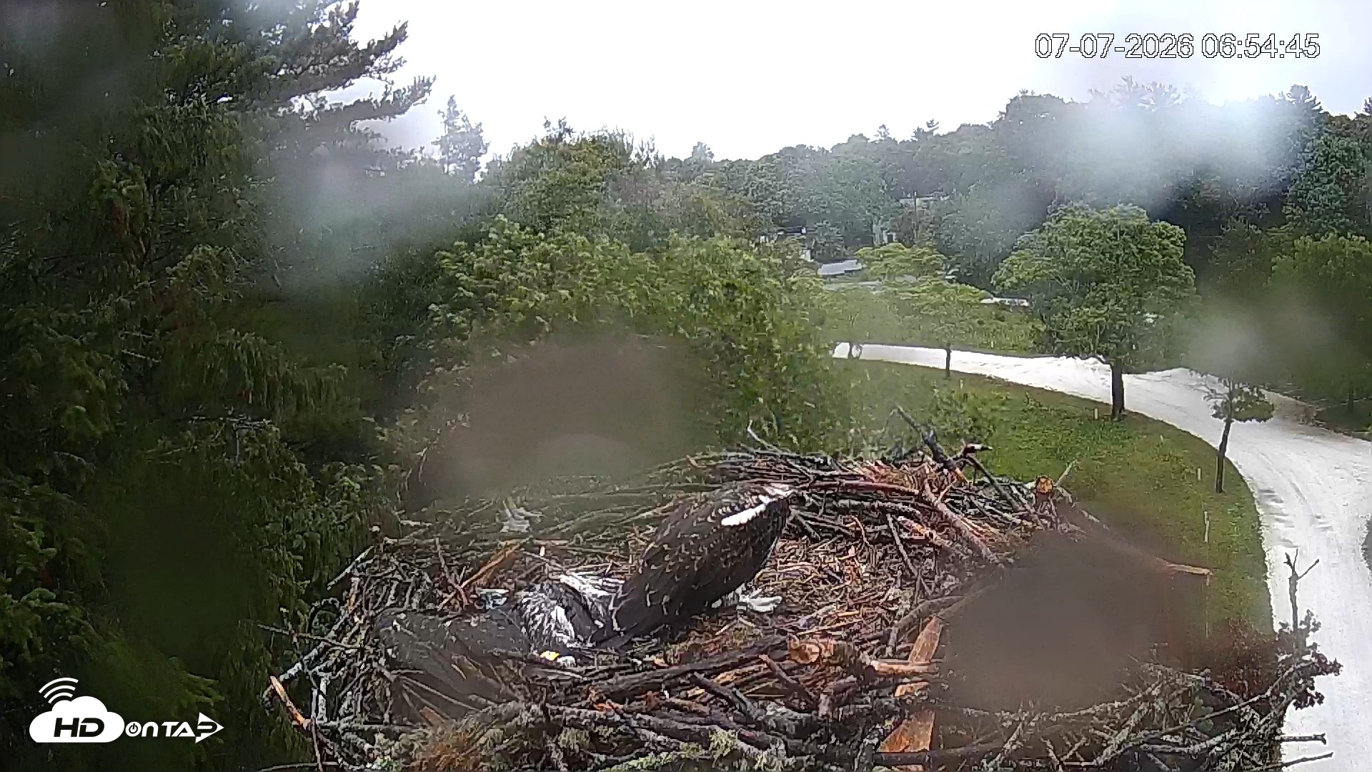 Snapshot of Mashpee Natl. Wildlife Refuge Live Osprey Cam taken Jul 7, 2026, 6:56am EDT