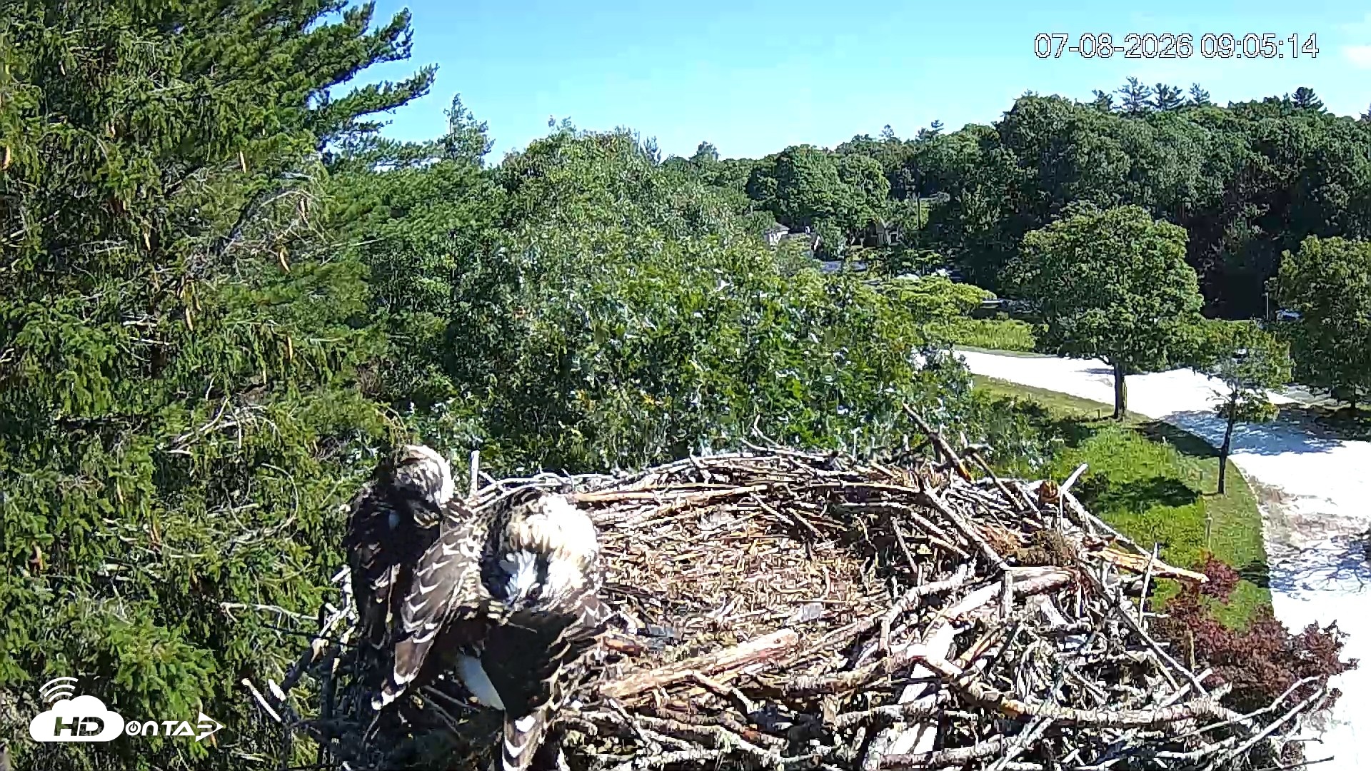 Snapshot of Mashpee Natl. Wildlife Refuge Live Osprey Cam taken Jul 8, 2026, 9:06am EDT