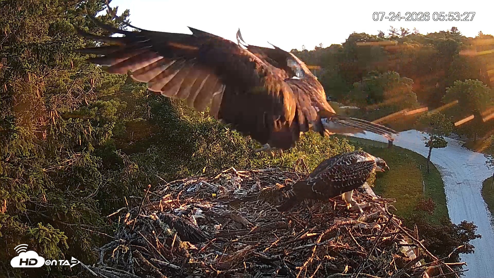 Snapshot of Mashpee Natl. Wildlife Refuge Live Osprey Cam taken Jul 24, 2026, 5:54am EDT