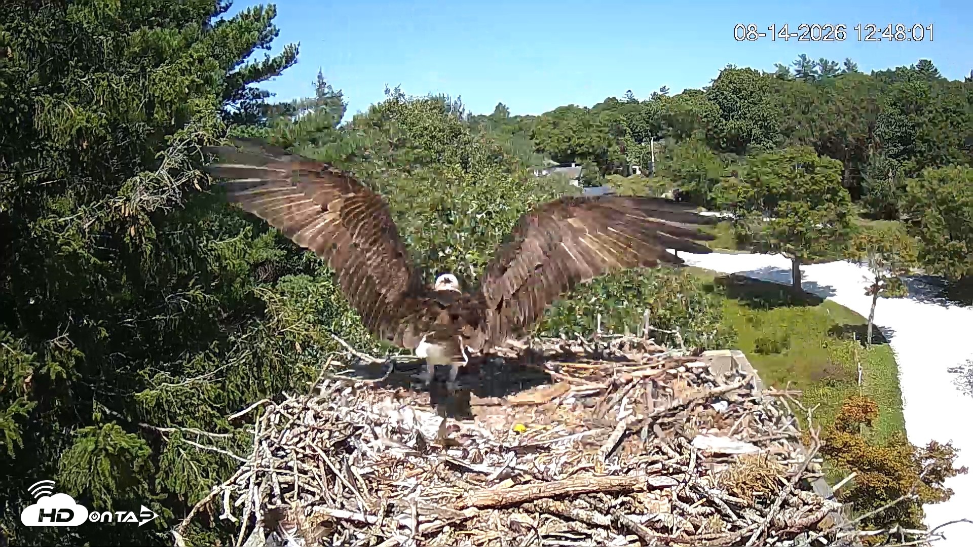 Snapshot of Mashpee Natl. Wildlife Refuge Live Osprey Cam taken Aug 14, 2026, 1:51pm EDT
