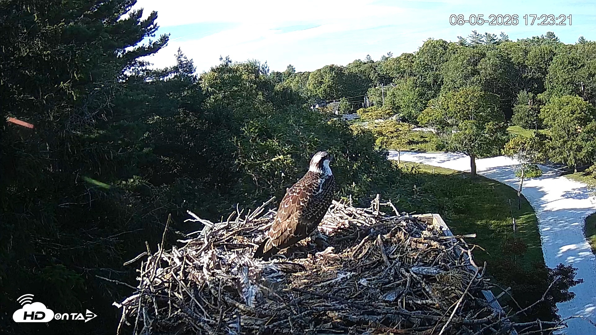 Snapshot of Mashpee Natl. Wildlife Refuge Live Osprey Cam taken Aug 5, 2026, 5:23pm EDT
