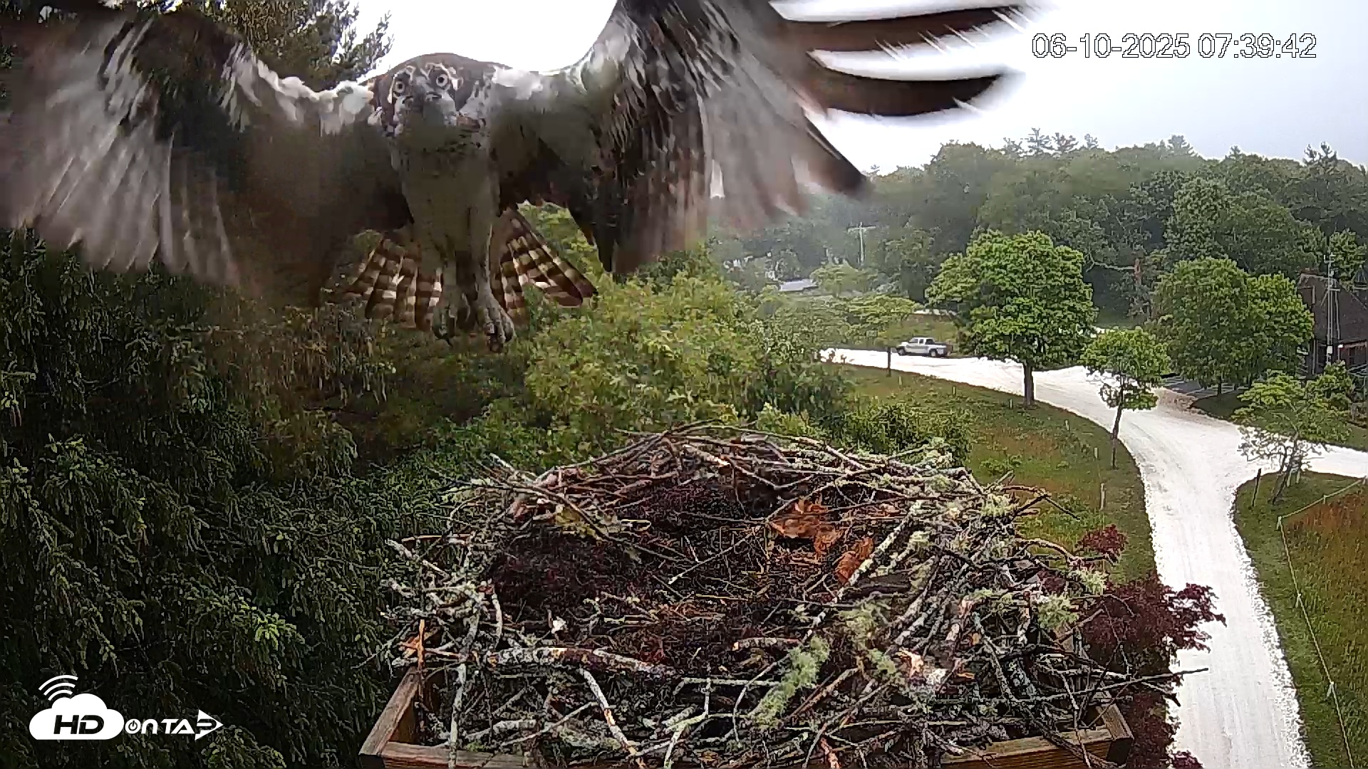 Snapshot of Mashpee Natl. Wildlife Refuge Live Osprey Cam taken Jun 10, 2025, 7:42am EDT
