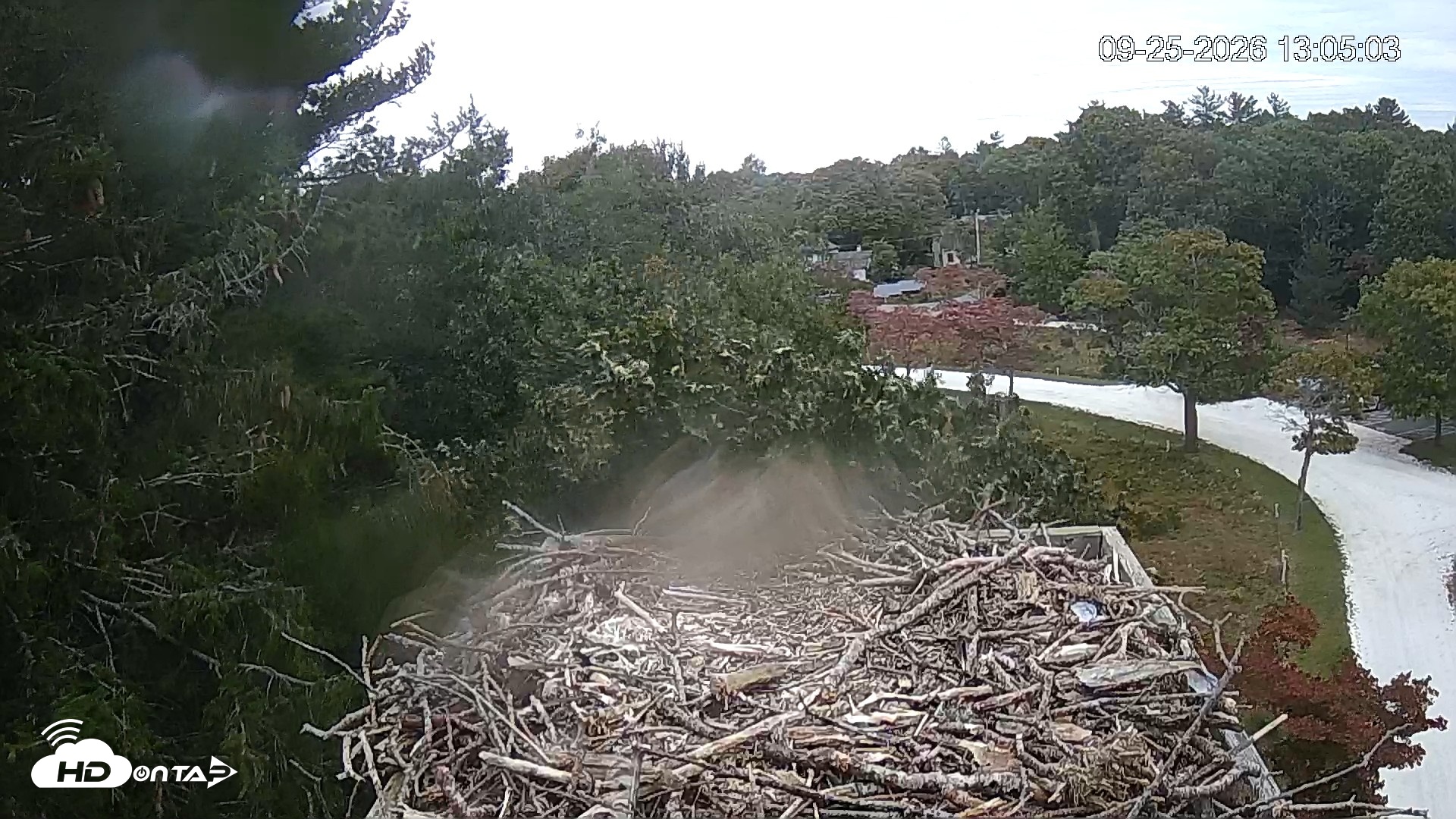 Snapshot of Mashpee Natl. Wildlife Refuge Live Osprey Cam taken Sep 25, 2026, 1:05pm EDT