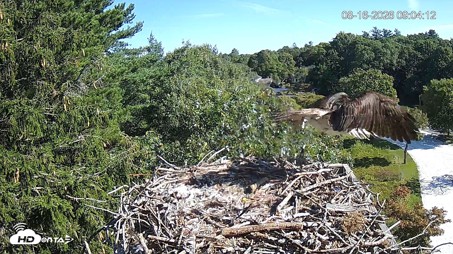 Snapshot of Mashpee Natl. Wildlife Refuge Live Osprey Cam taken Aug 16, 2026, 2:18pm EDT