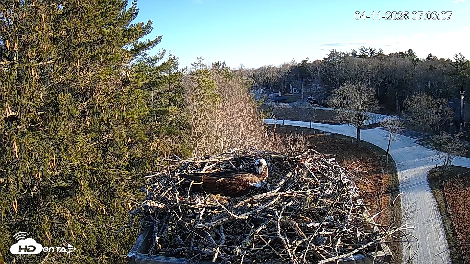 Snapshot of Mashpee Natl. Wildlife Refuge Live Osprey Cam taken Apr 11, 2026, 7:04am EDT