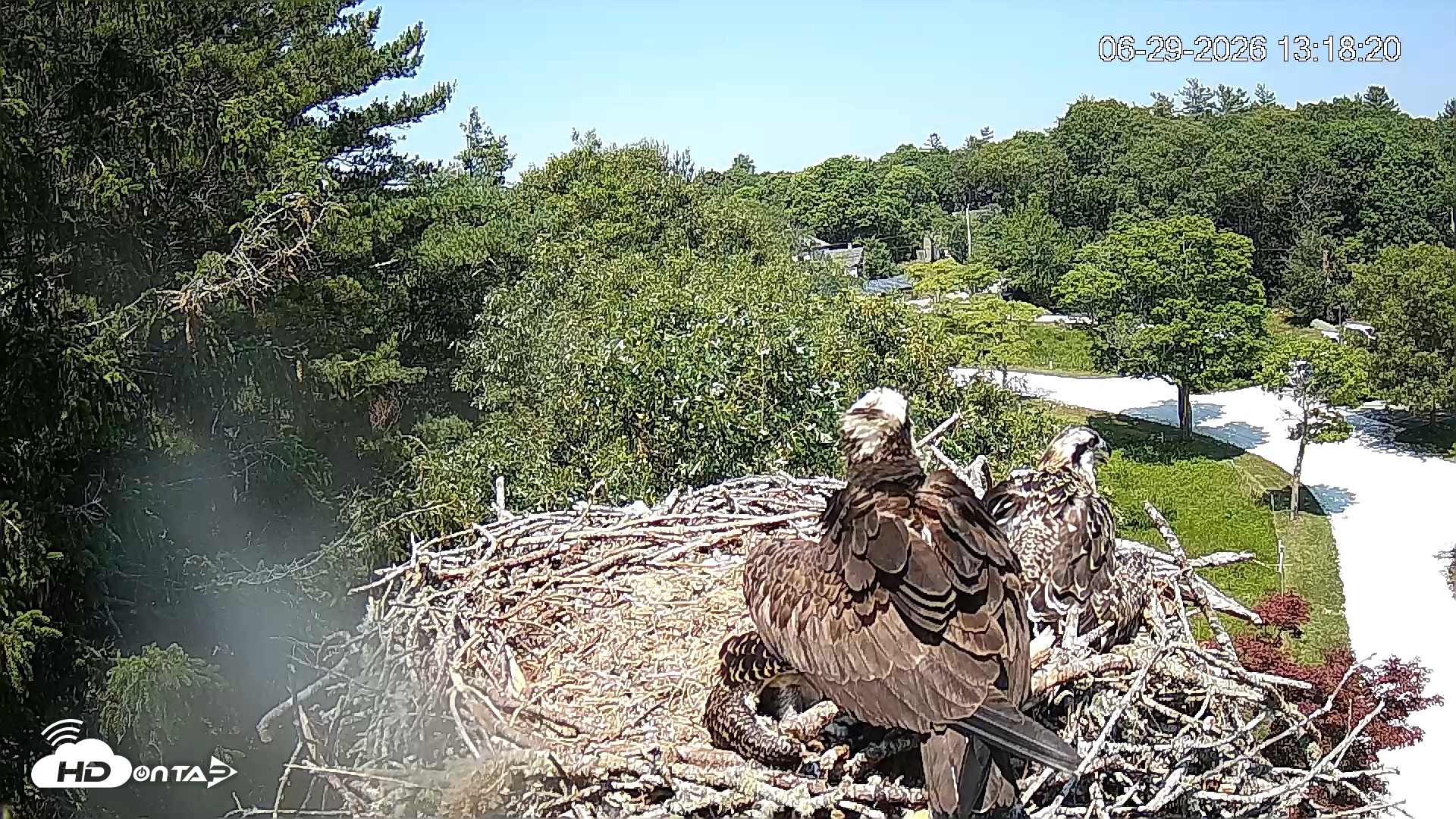 Snapshot of Mashpee Natl. Wildlife Refuge Live Osprey Cam taken Jun 29, 2026, 1:18pm EDT
