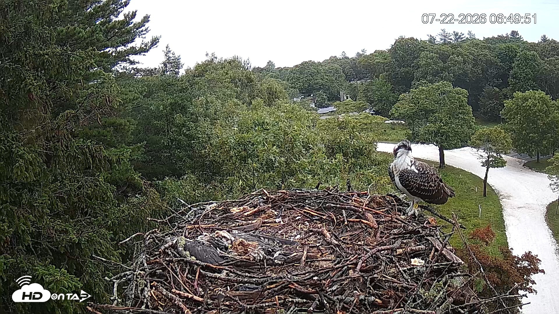 Snapshot of Mashpee Natl. Wildlife Refuge Live Osprey Cam taken Jul 22, 2026, 6:50am EDT