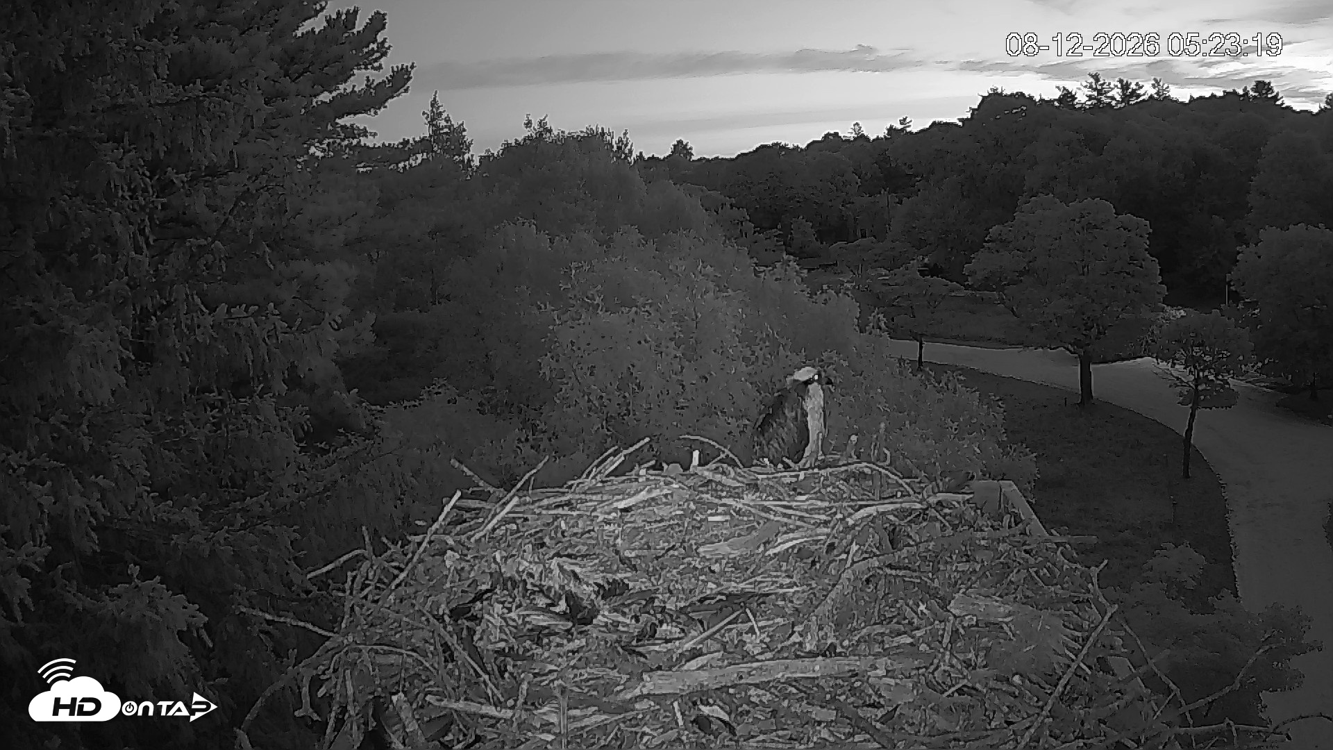 Snapshot of Mashpee Natl. Wildlife Refuge Live Osprey Cam taken Aug 12, 2026, 5:23am EDT
