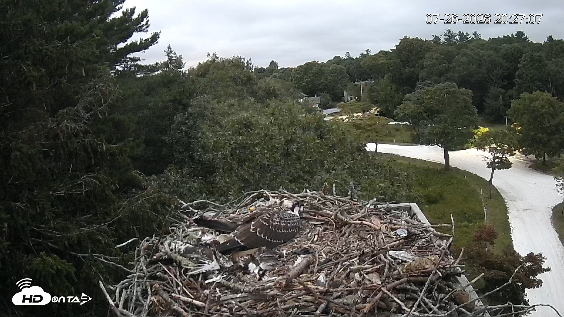 Snapshot of Mashpee Natl. Wildlife Refuge Live Osprey Cam taken Jul 26, 2026, 8:27pm EDT
