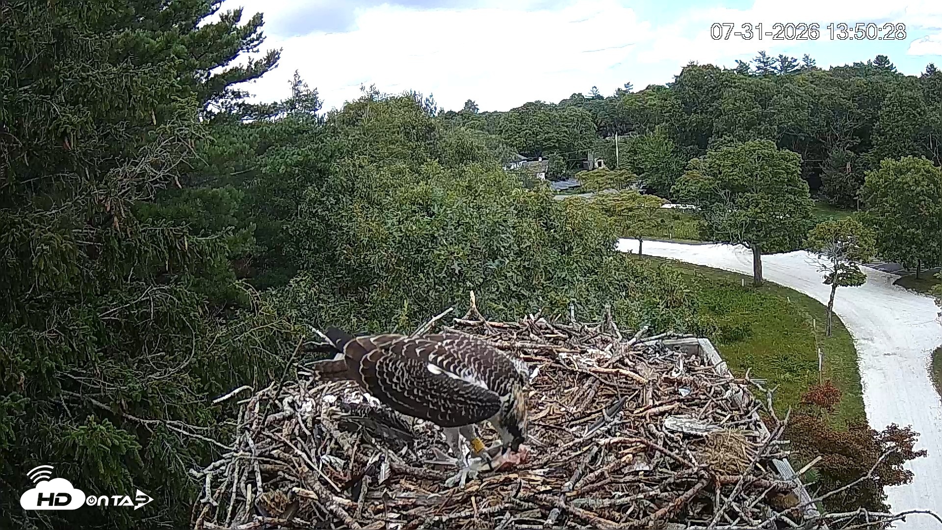 Snapshot of Mashpee Natl. Wildlife Refuge Live Osprey Cam taken Jul 31, 2026, 2:29pm EDT