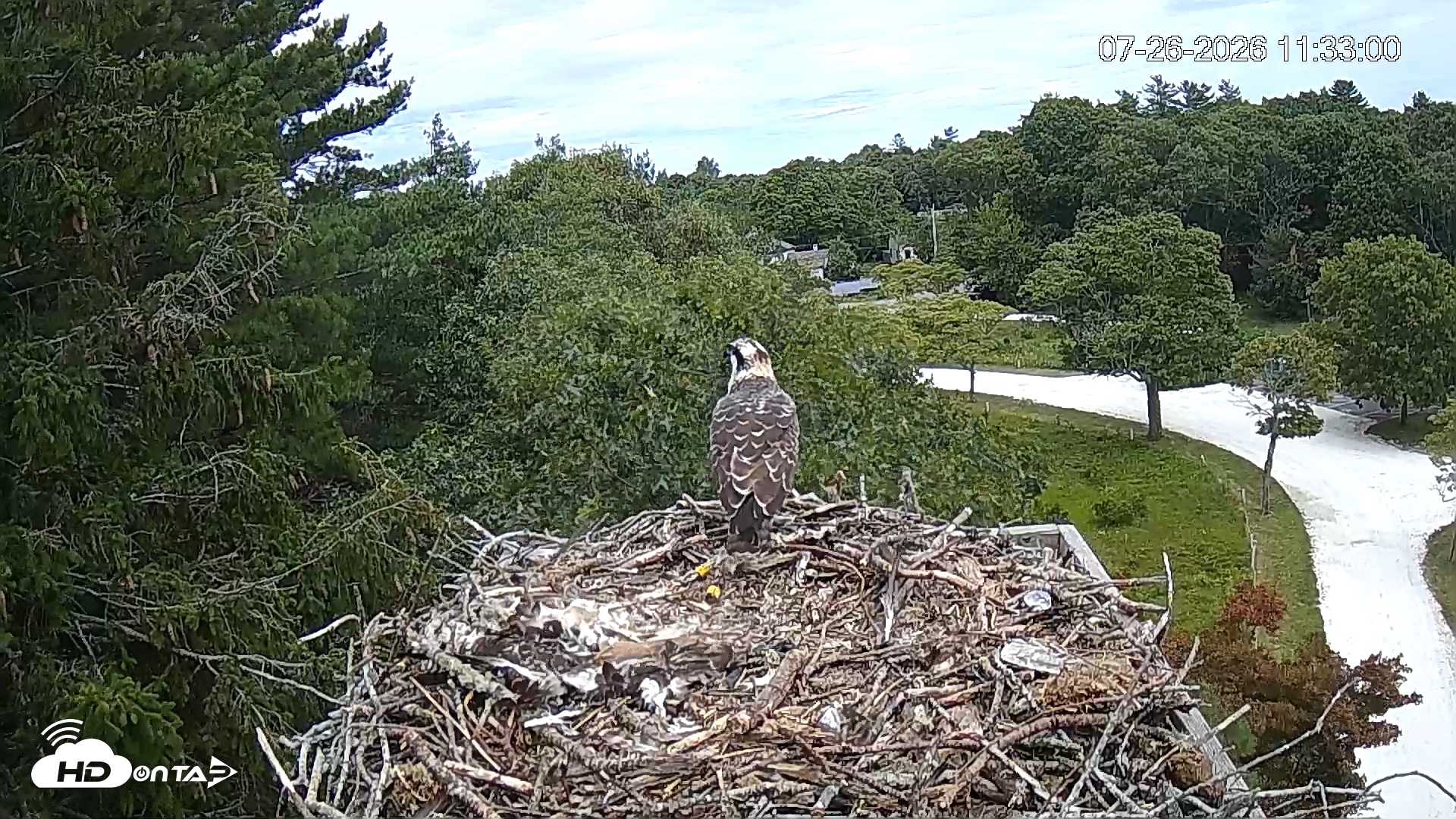 Snapshot of Mashpee Natl. Wildlife Refuge Live Osprey Cam taken Jul 26, 2026, 11:33am EDT