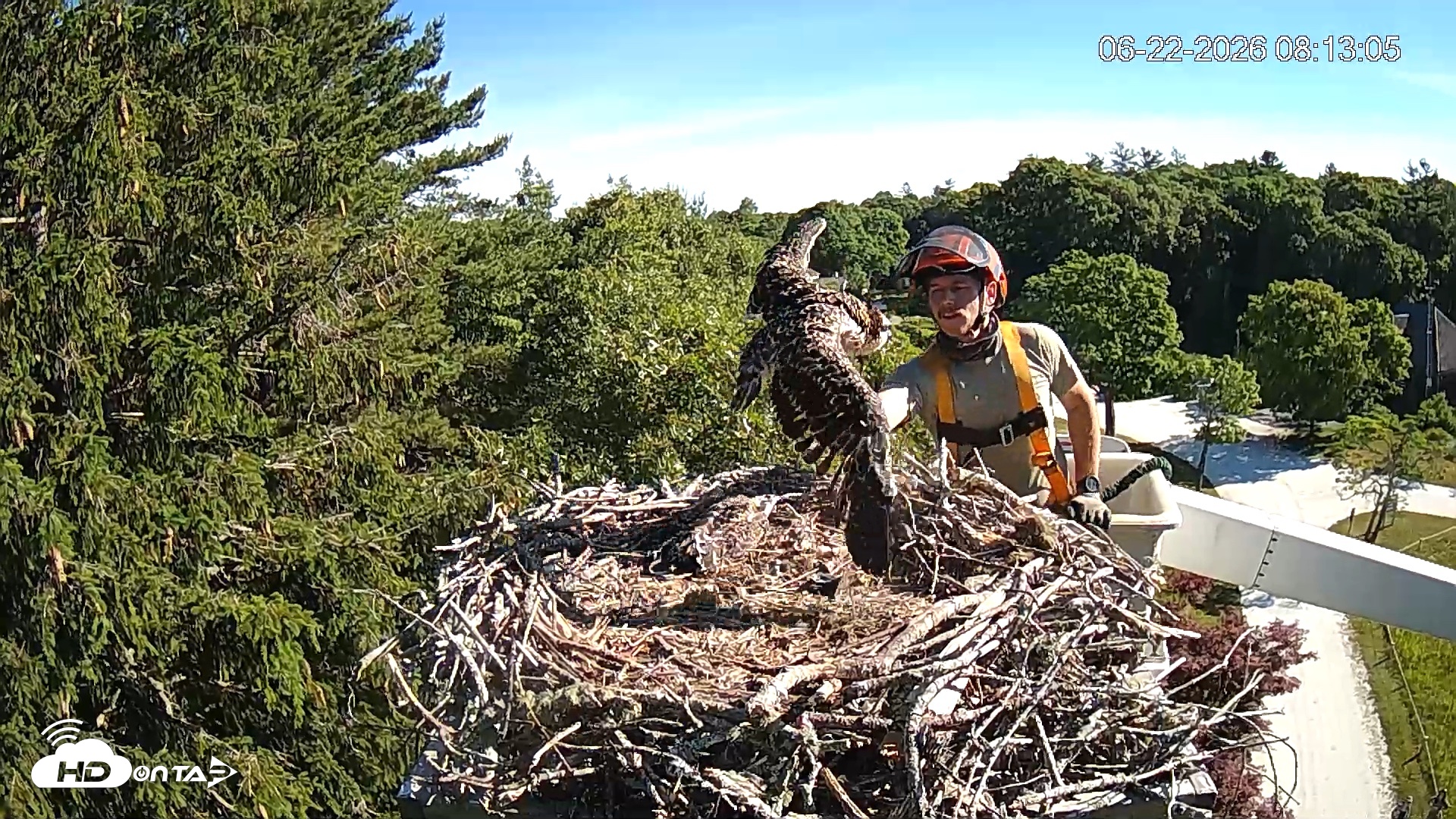 Snapshot of Mashpee Natl. Wildlife Refuge Live Osprey Cam taken Jun 22, 2026, 8:18am EDT