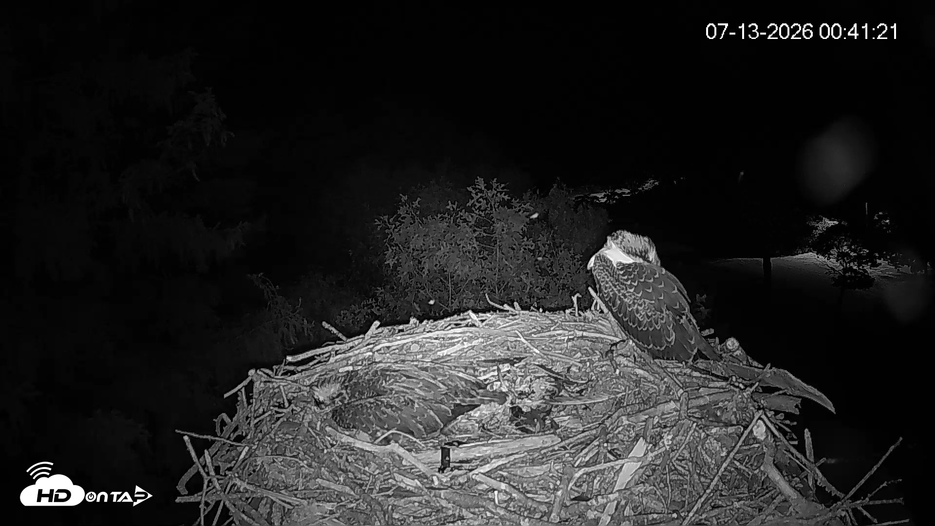 Snapshot of Mashpee Natl. Wildlife Refuge Live Osprey Cam taken Jul 13, 2026, 12:42am EDT