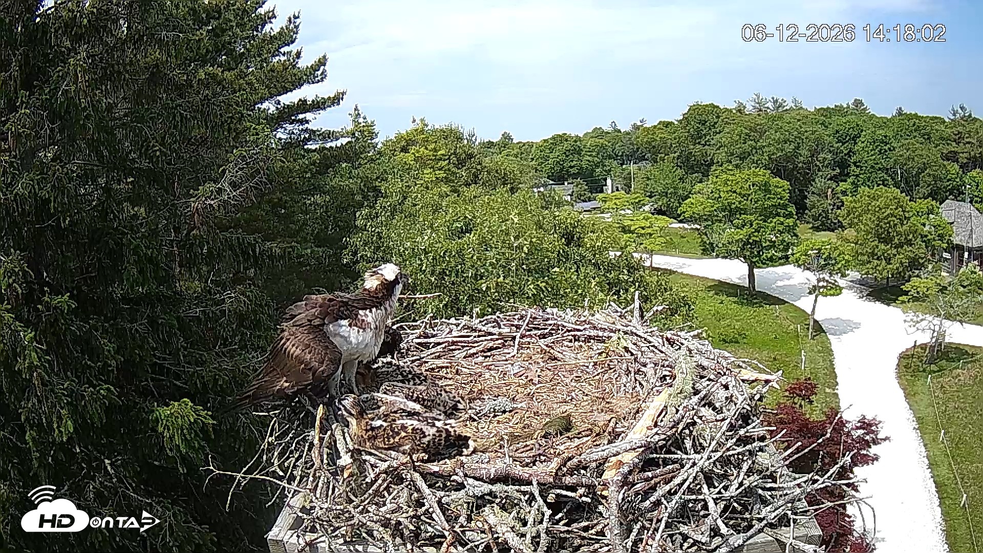 Snapshot of Mashpee Natl. Wildlife Refuge Live Osprey Cam taken Jun 12, 2026, 2:18pm EDT