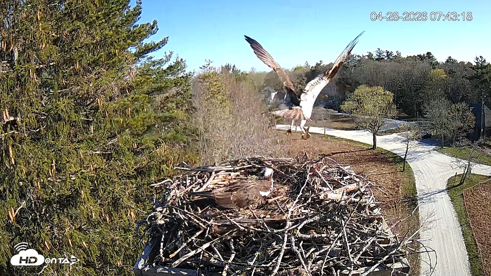 Snapshot of Mashpee Natl. Wildlife Refuge Live Osprey Cam taken Apr 28, 2026, 7:44am EDT