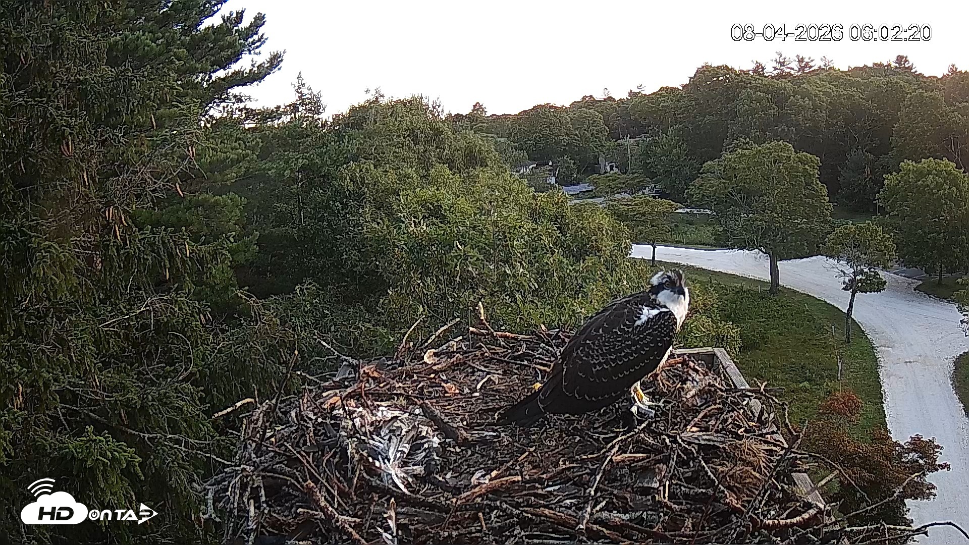 Snapshot of Mashpee Natl. Wildlife Refuge Live Osprey Cam taken Aug 4, 2026, 6:02am EDT