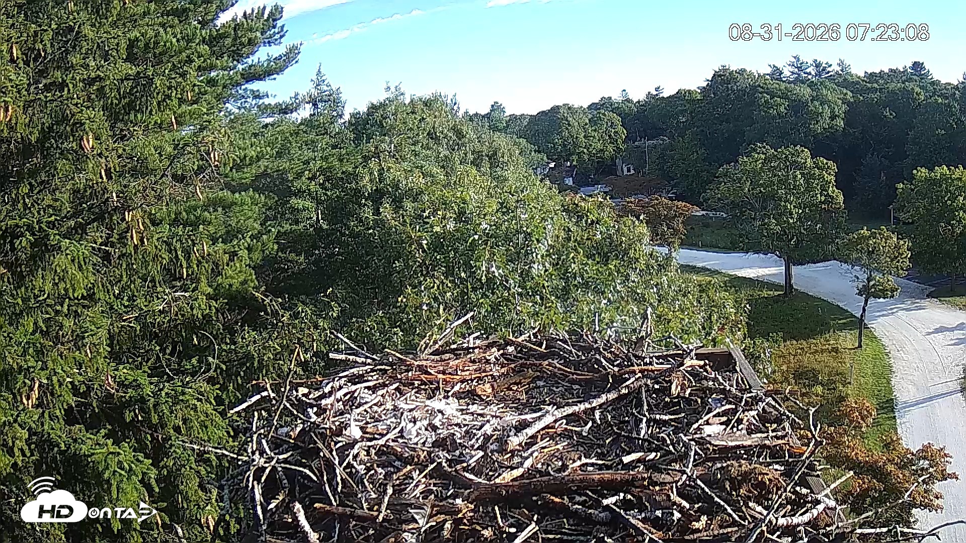 Snapshot of Mashpee Natl. Wildlife Refuge Live Osprey Cam taken Aug 31, 2026, 7:23am EDT