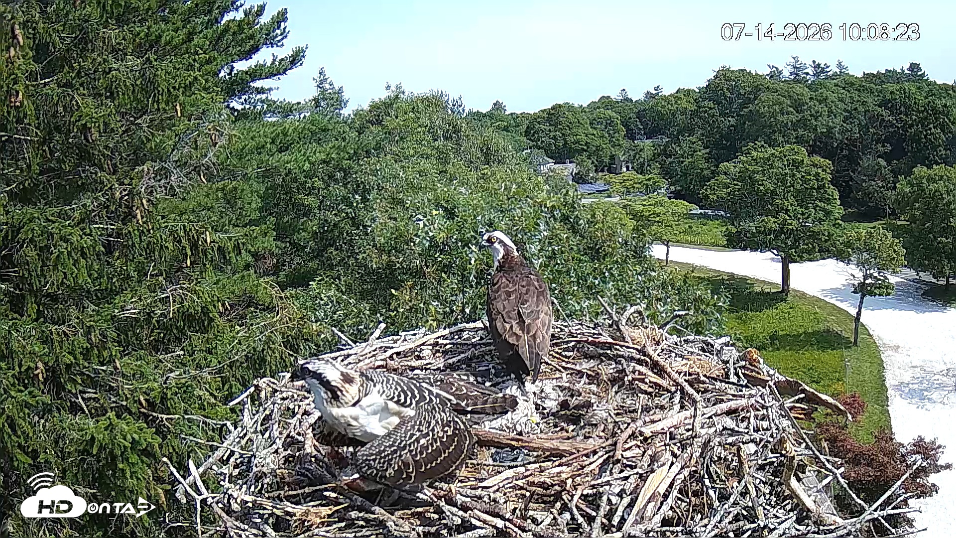 Snapshot of Mashpee Natl. Wildlife Refuge Live Osprey Cam taken Jul 14, 2026, 10:09am EDT