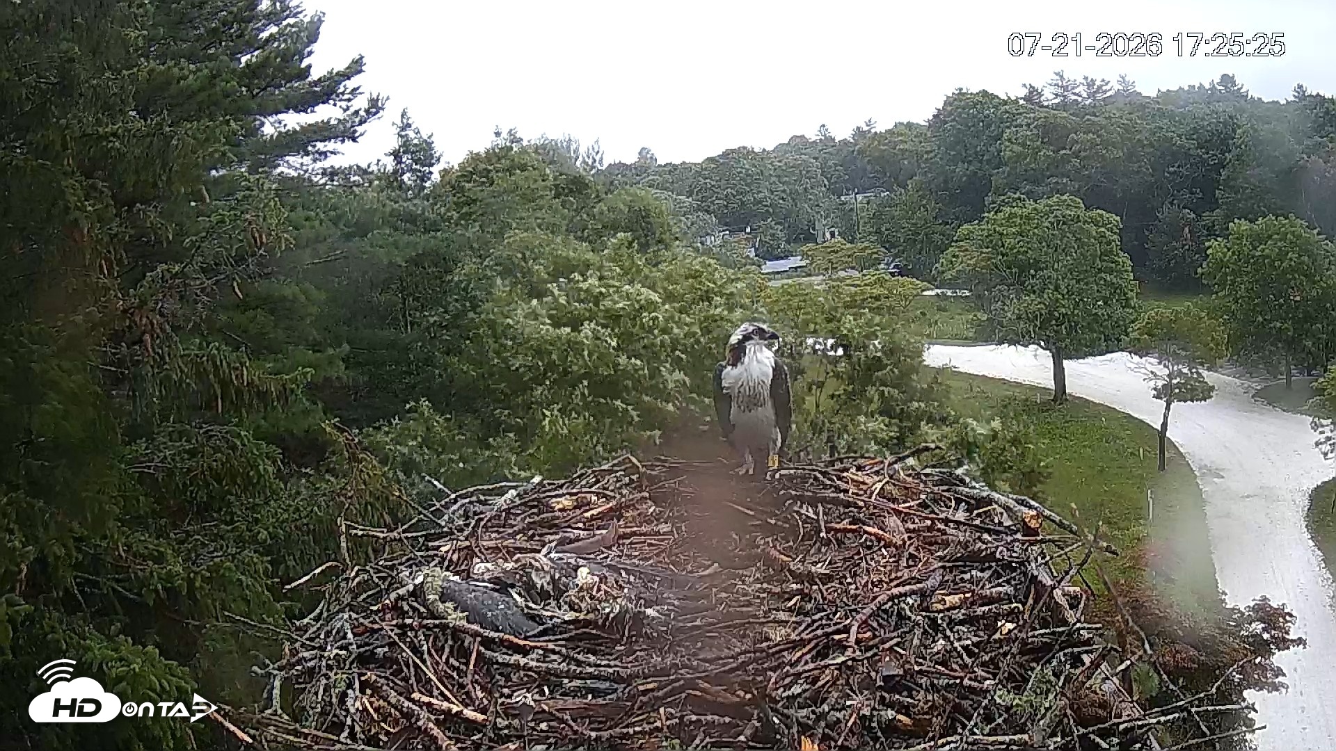 Snapshot of Mashpee Natl. Wildlife Refuge Live Osprey Cam taken Jul 21, 2026, 5:26pm EDT
