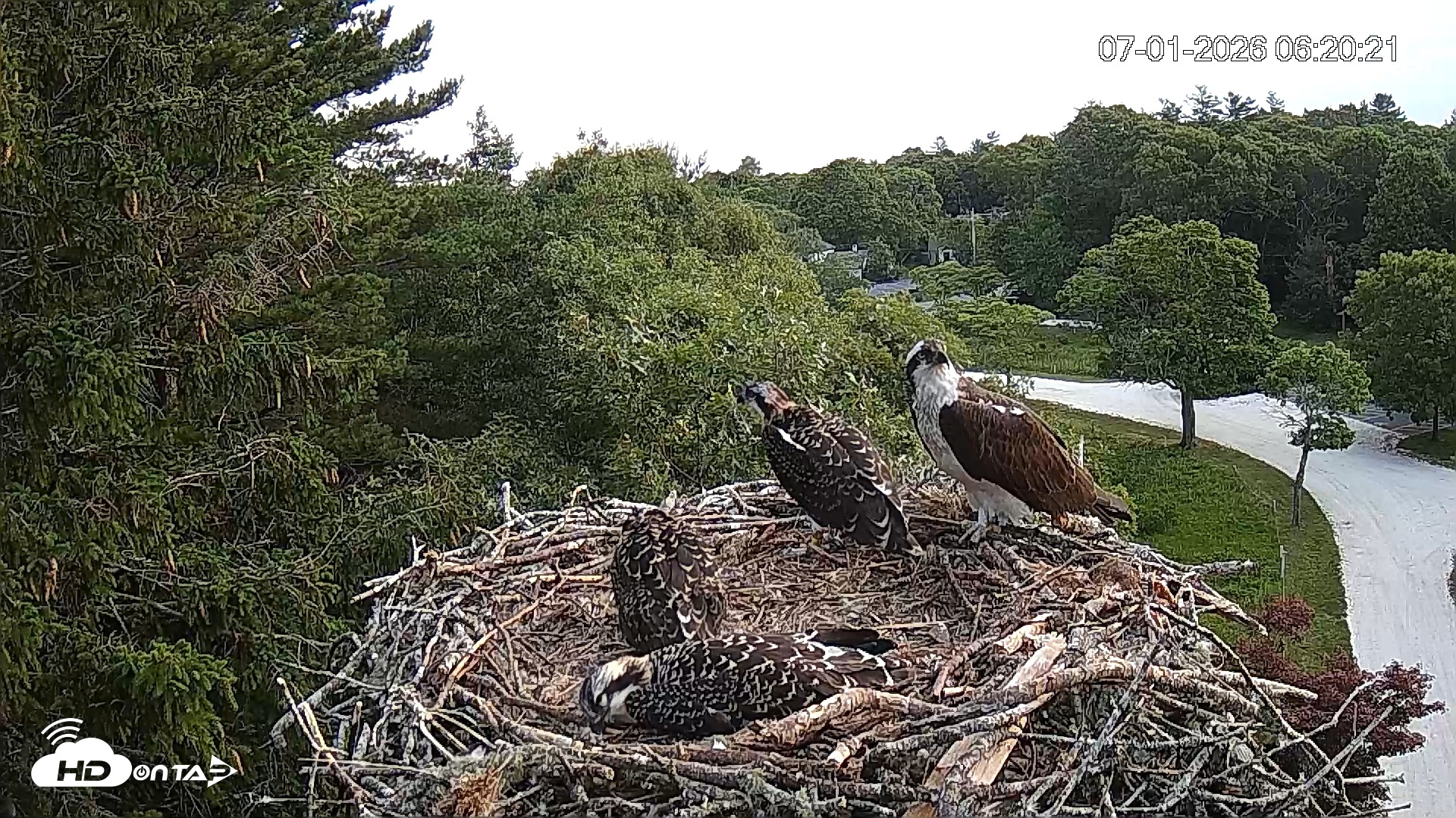 Snapshot of Mashpee Natl. Wildlife Refuge Live Osprey Cam taken Jul 1, 2026, 6:22am EDT