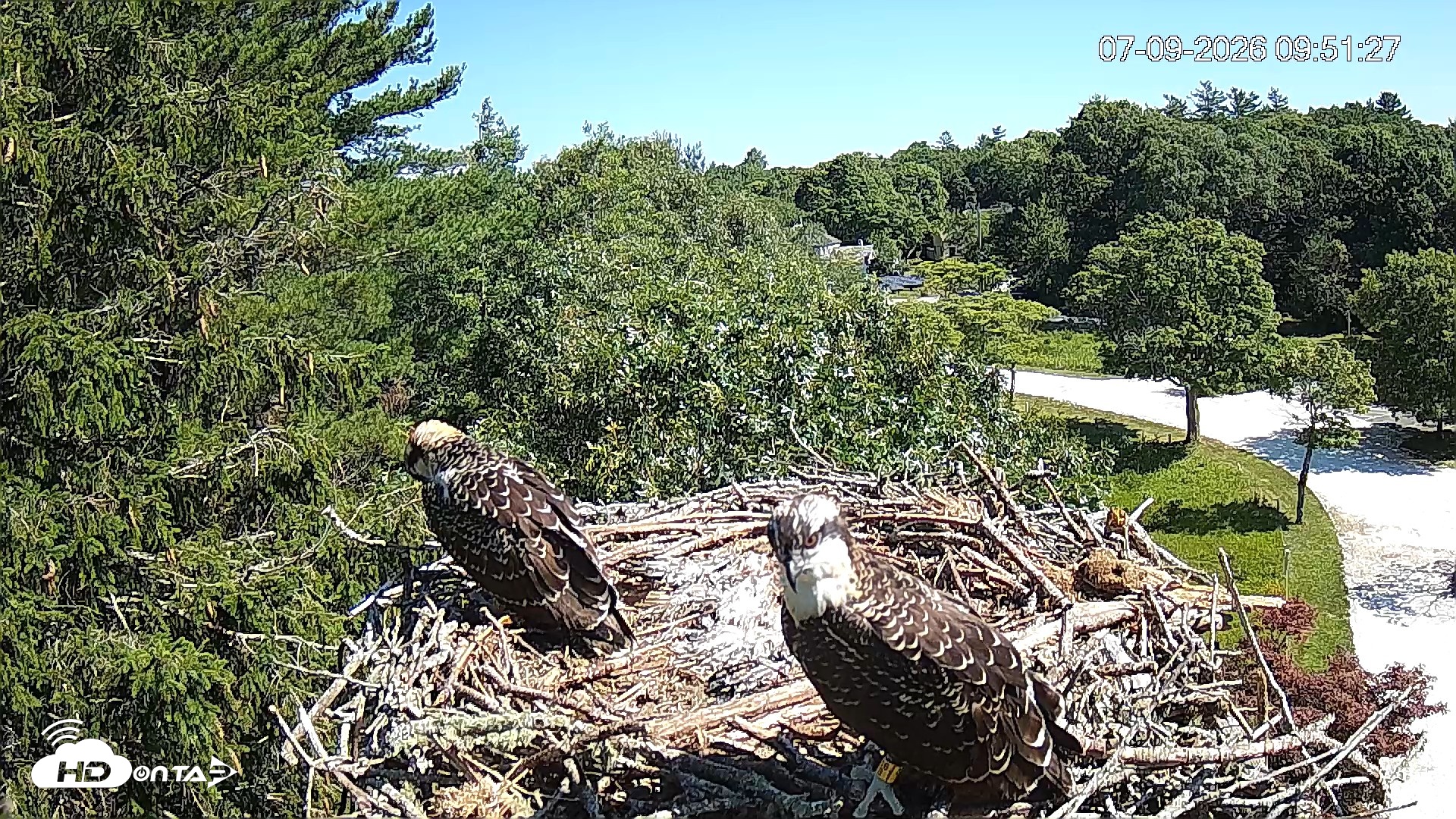 Snapshot of Mashpee Natl. Wildlife Refuge Live Osprey Cam taken Jul 9, 2026, 9:54am EDT