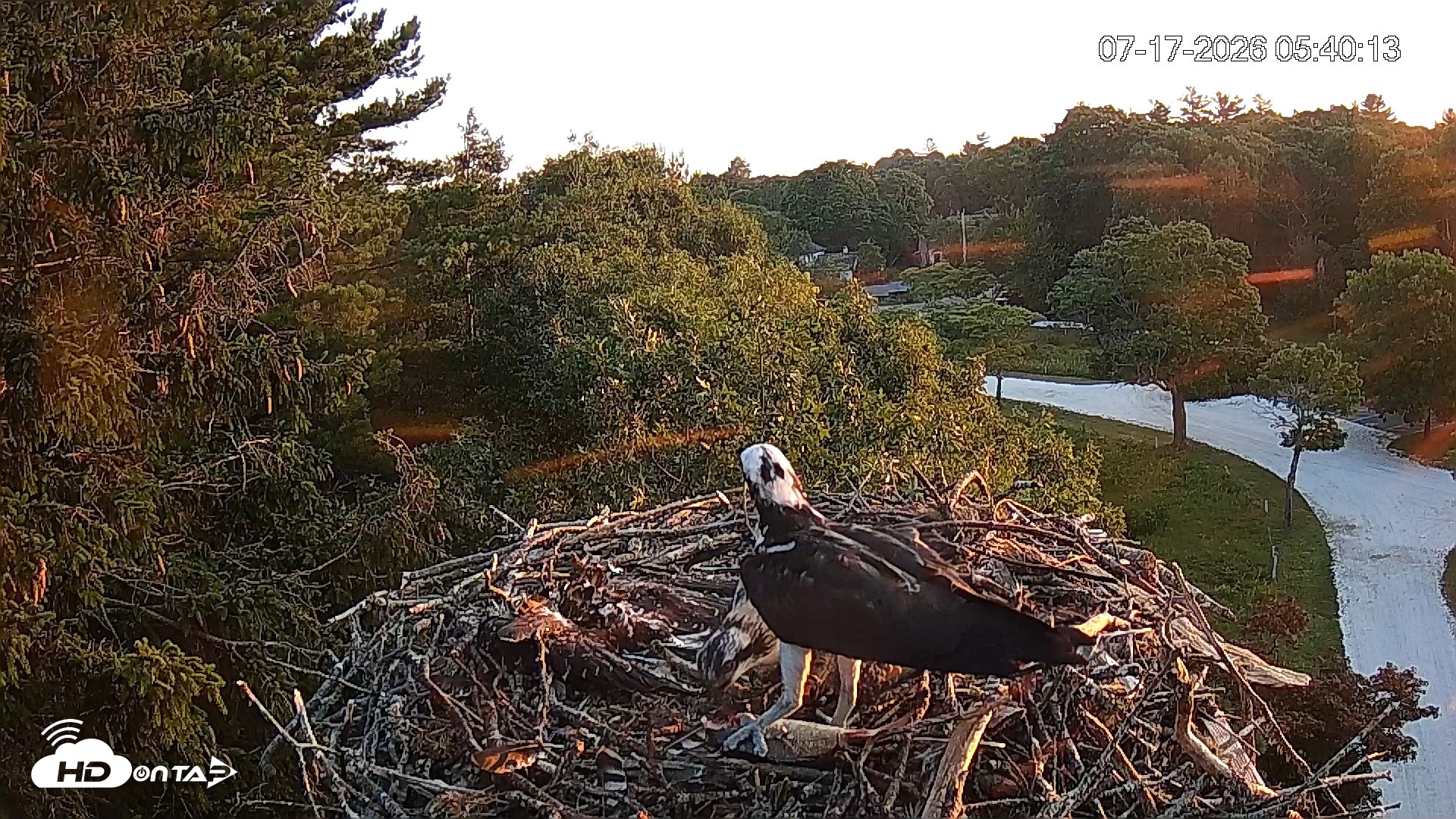 Snapshot of Mashpee Natl. Wildlife Refuge Live Osprey Cam taken Jul 17, 2026, 5:50am EDT
