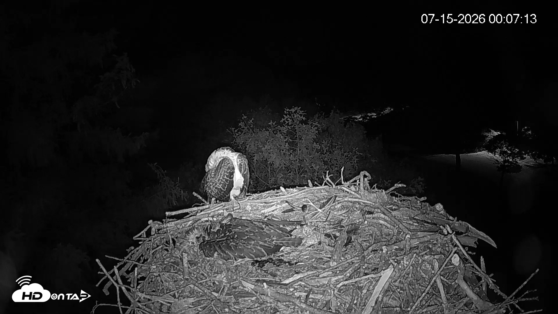 Snapshot of Mashpee Natl. Wildlife Refuge Live Osprey Cam taken Jul 15, 2026, 12:08am EDT