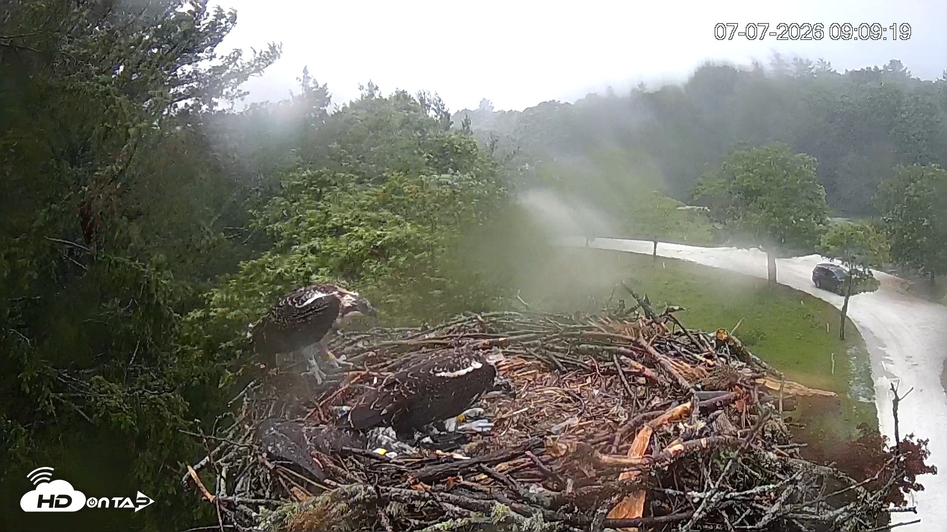 Snapshot of Mashpee Natl. Wildlife Refuge Live Osprey Cam taken Jul 7, 2026, 9:10am EDT