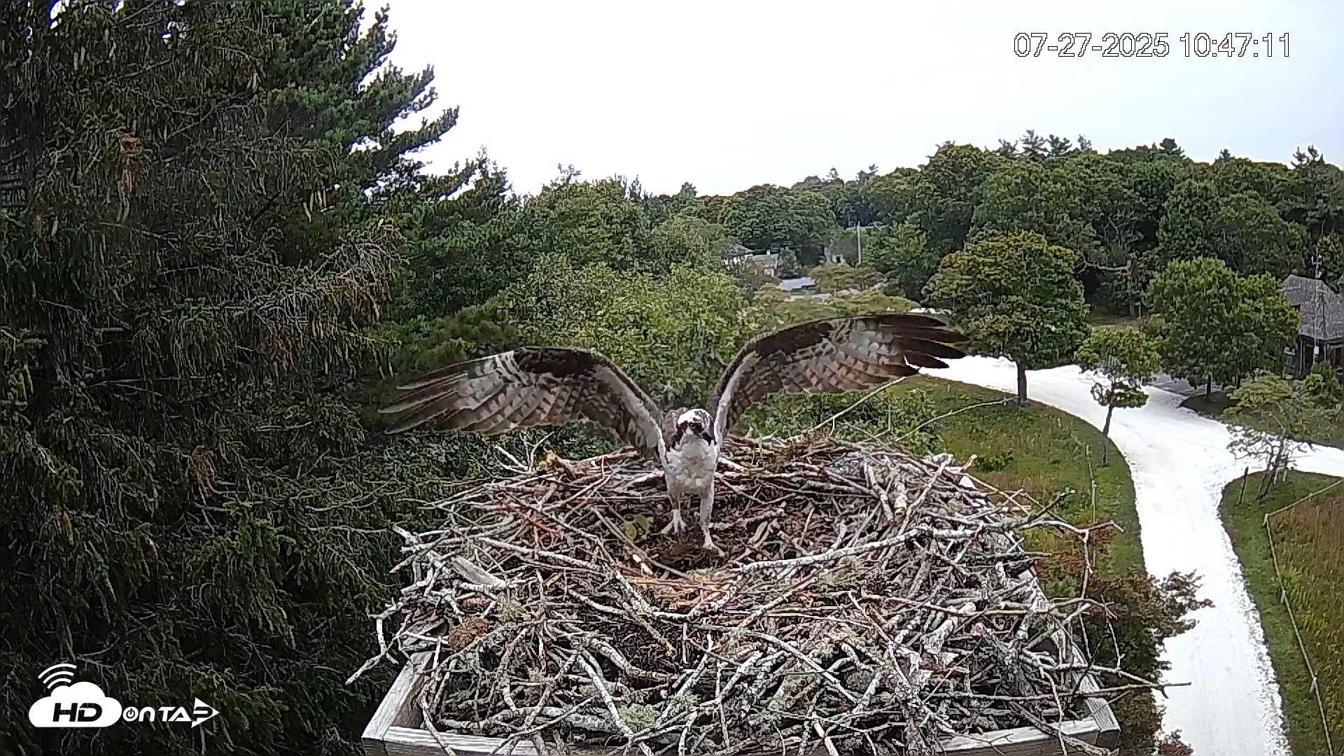 Snapshot of Mashpee Natl. Wildlife Refuge Live Osprey Cam taken Jul 27, 2025, 2:58pm EDT