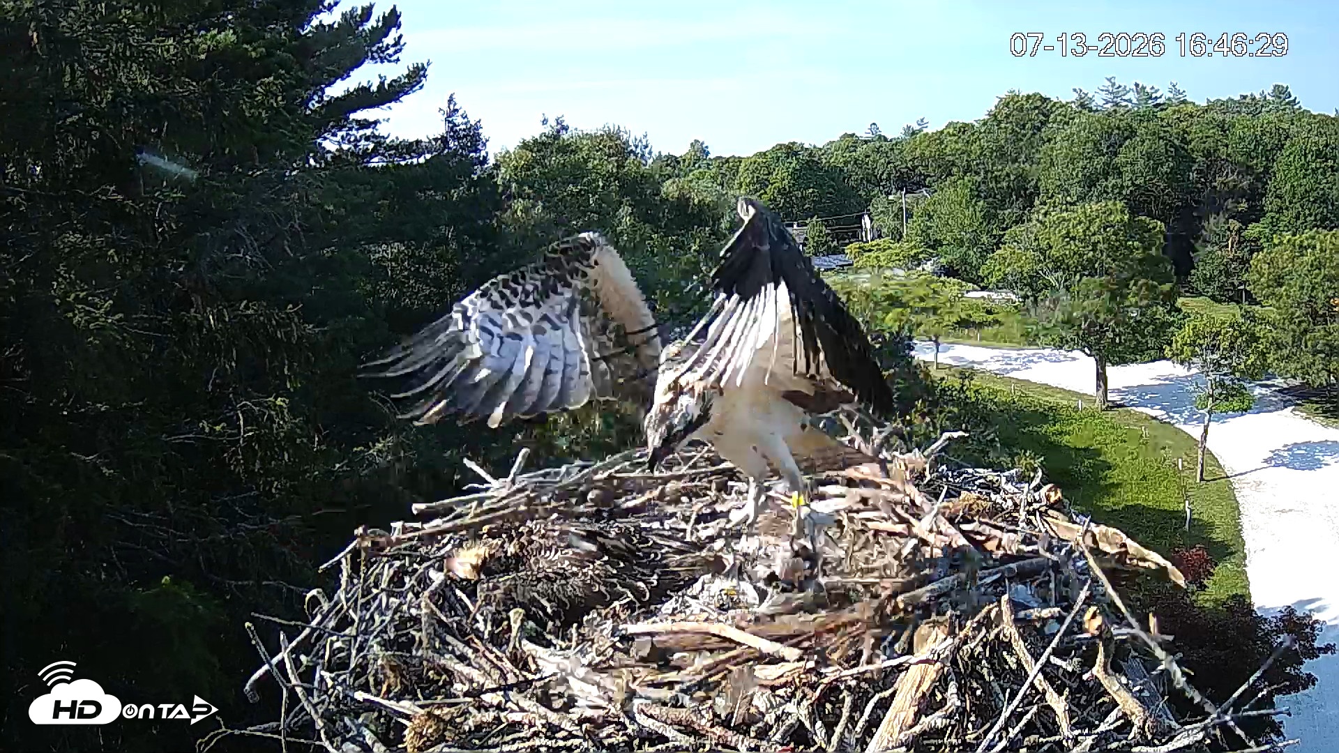 Snapshot of Mashpee Natl. Wildlife Refuge Live Osprey Cam taken Jul 13, 2026, 4:47pm EDT