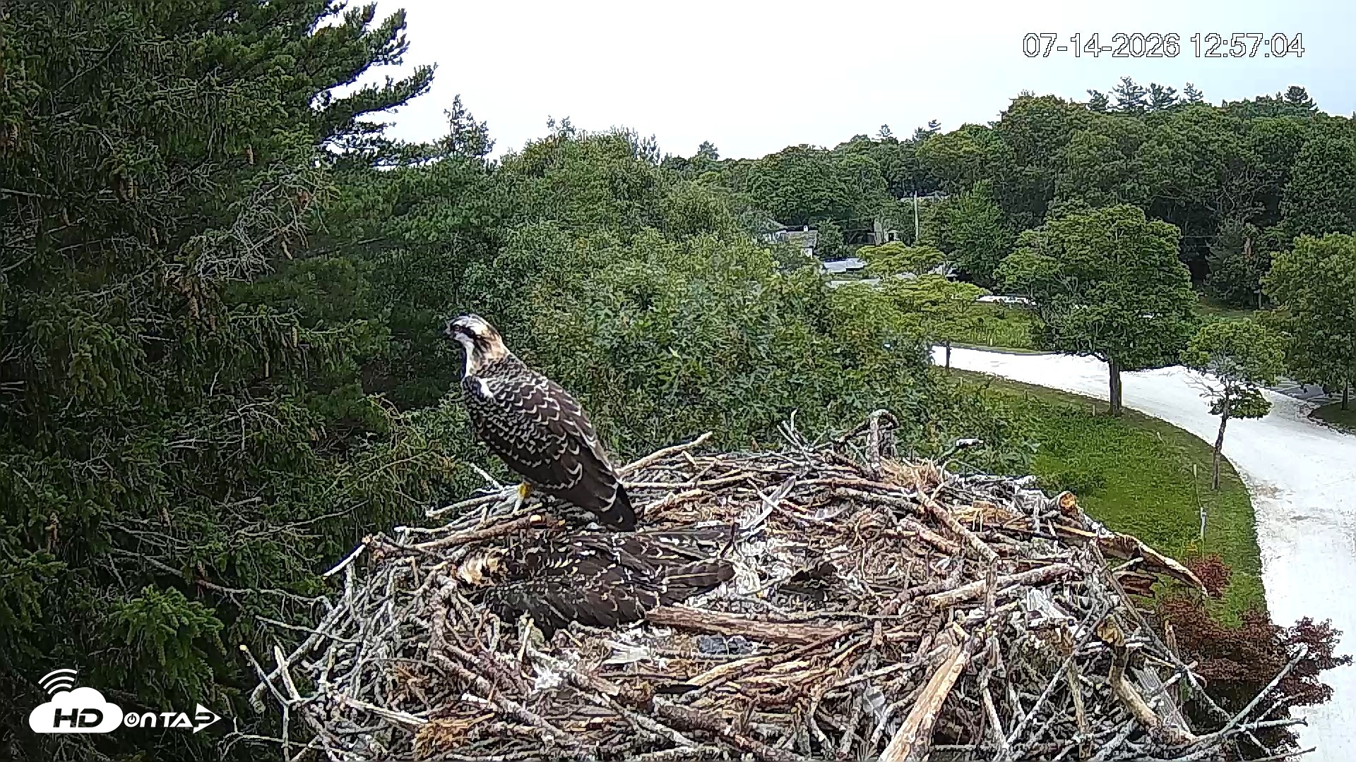 Snapshot of Mashpee Natl. Wildlife Refuge Live Osprey Cam taken Jul 14, 2026, 12:58pm EDT
