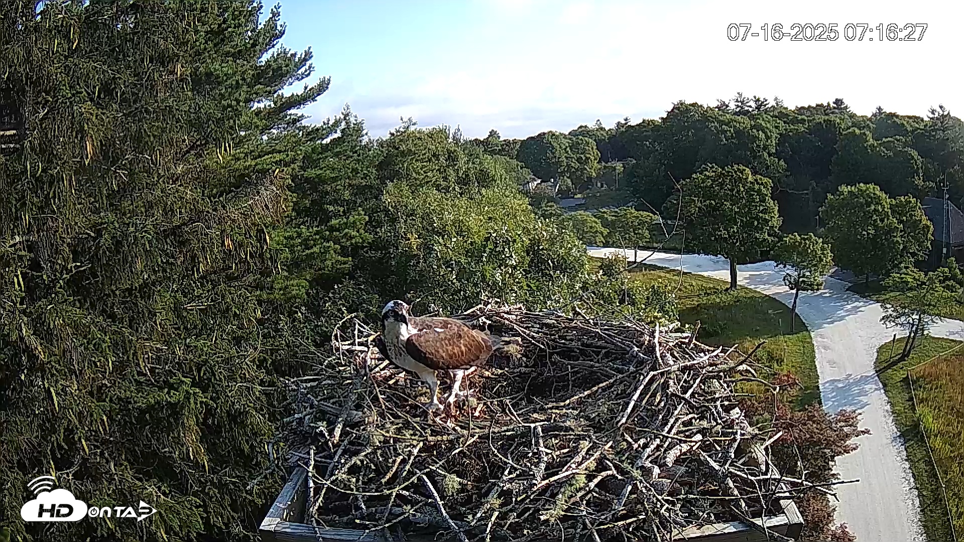 Snapshot of Mashpee Natl. Wildlife Refuge Live Osprey Cam taken Jul 16, 2025, 7:50am EDT