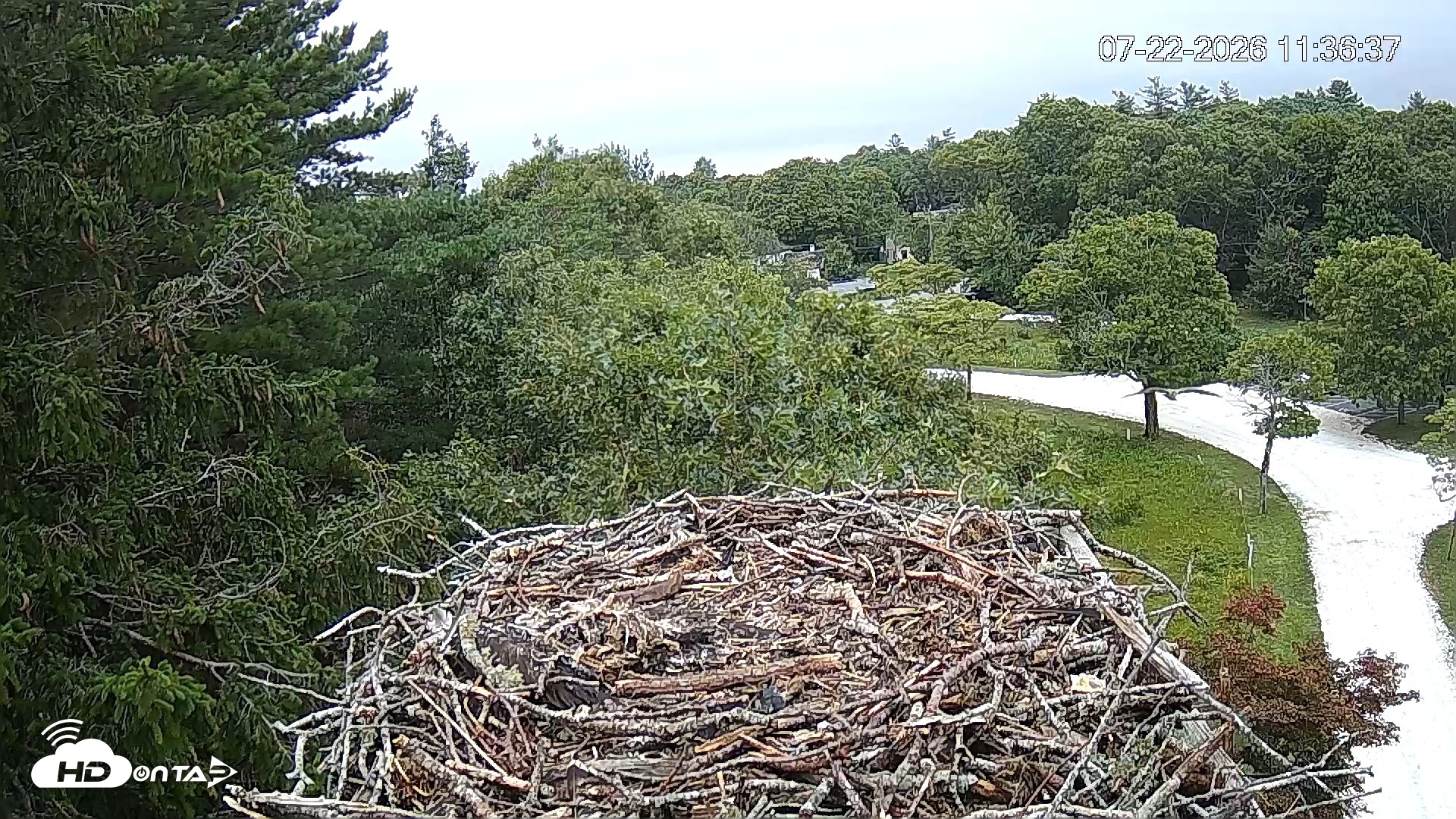 Snapshot of Mashpee Natl. Wildlife Refuge Live Osprey Cam taken Jul 22, 2026, 11:37am EDT