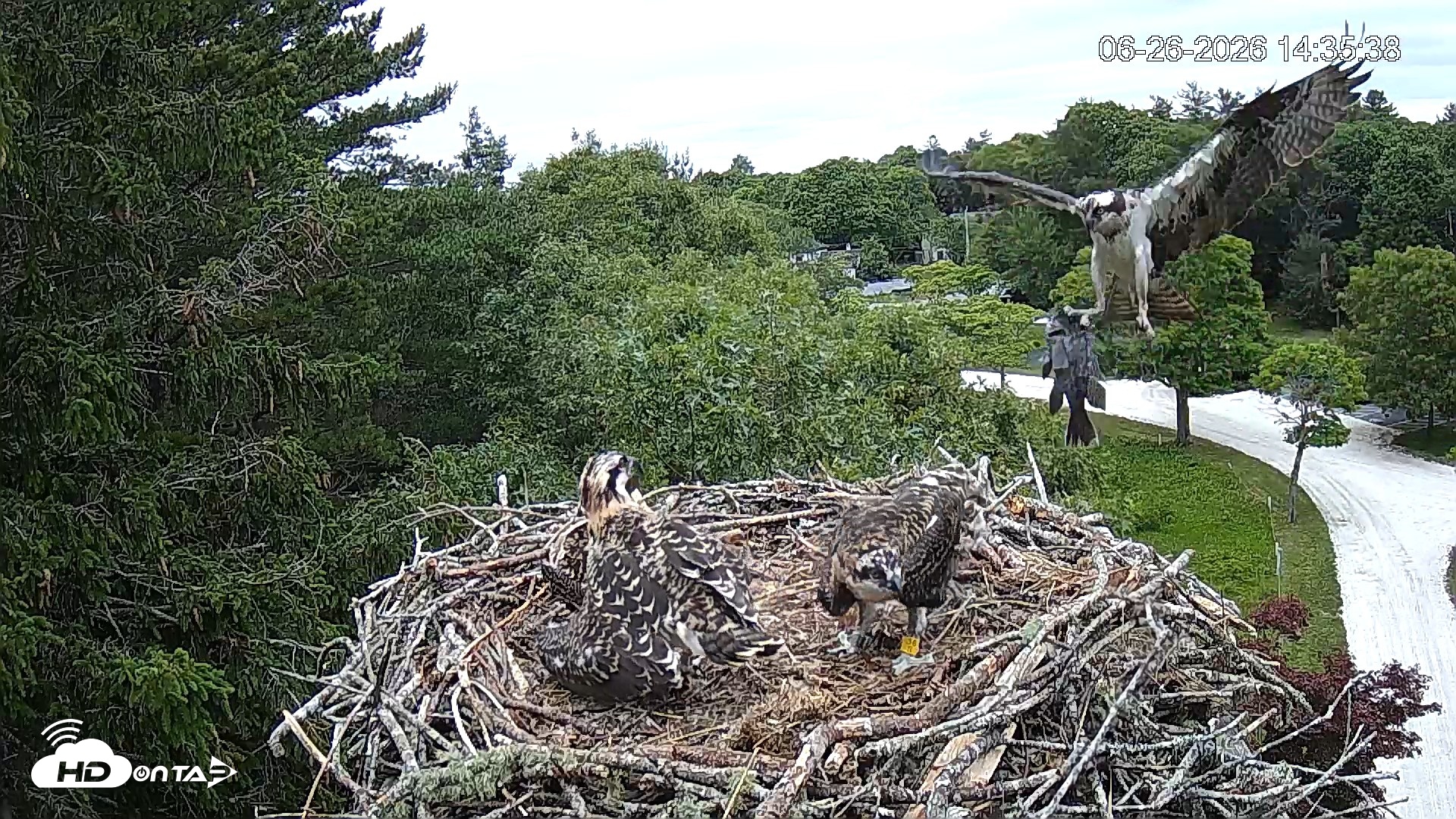 Snapshot of Mashpee Natl. Wildlife Refuge Live Osprey Cam taken Jun 26, 2026, 3:03pm EDT