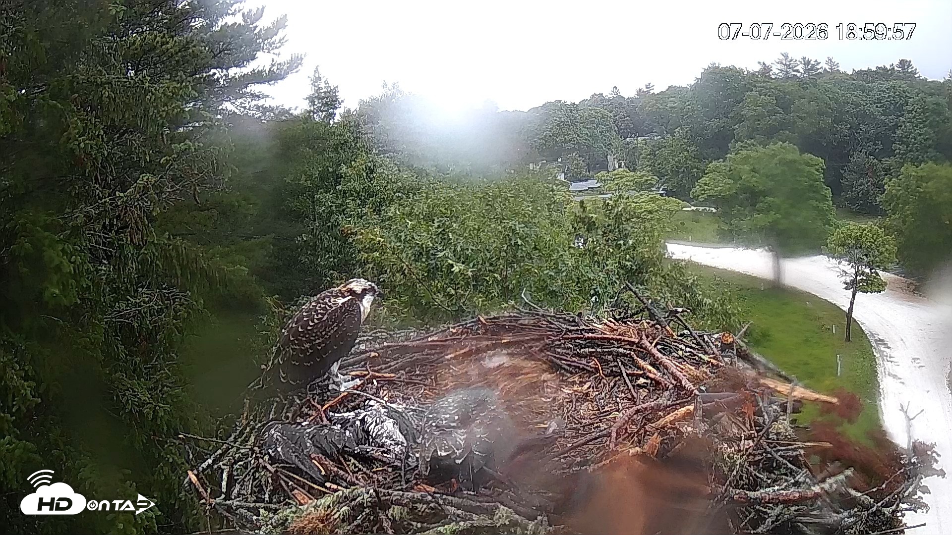 Snapshot of Mashpee Natl. Wildlife Refuge Live Osprey Cam taken Jul 7, 2026, 9:26pm EDT