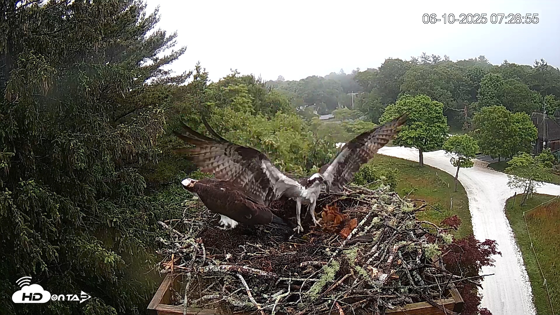 Snapshot of Mashpee Natl. Wildlife Refuge Live Osprey Cam taken Jun 10, 2025, 7:36am EDT
