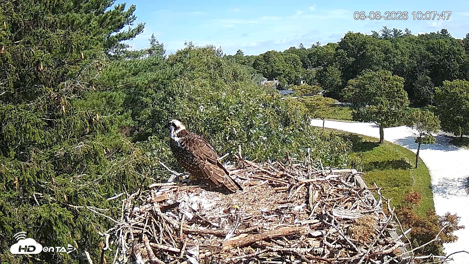 Snapshot of Mashpee Natl. Wildlife Refuge Live Osprey Cam taken Aug 8, 2026, 10:07am EDT